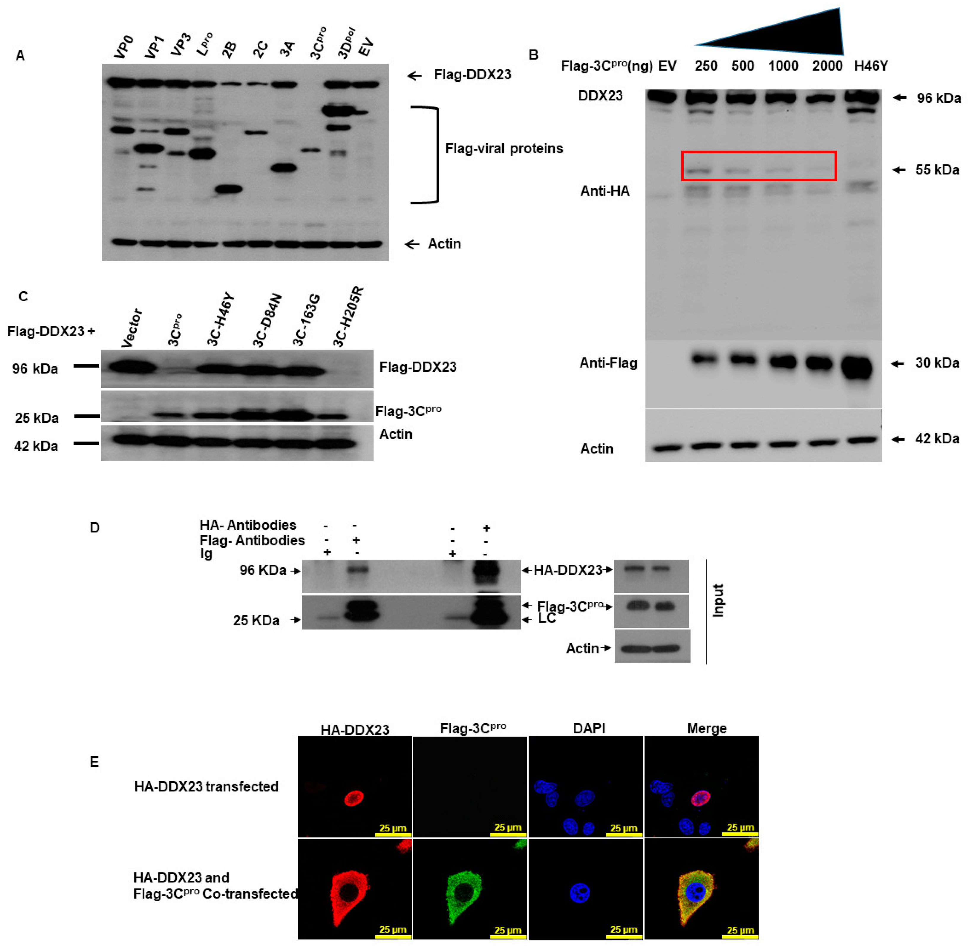 Viruses 12 01348 g008