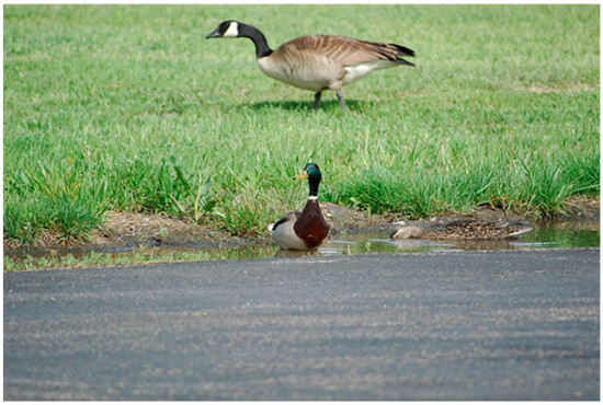 It's Goose Data's world and biotechs are just sitting ducks