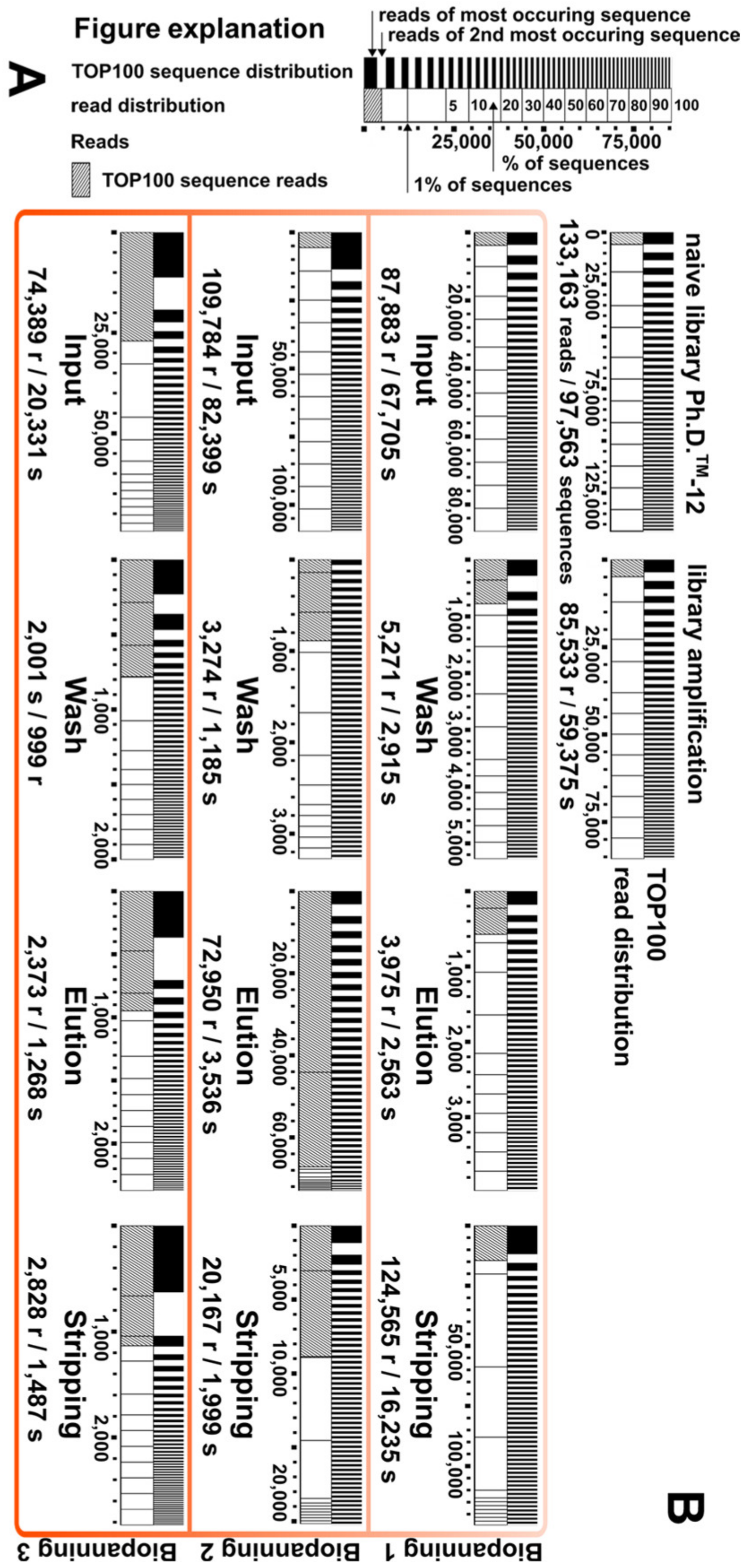 Viruses Free Full Text Application Of Next Generation Sequencing Ngs In Phage Displayed Peptide Selection To Support The Identification Of Arsenic Binding Motifs Html