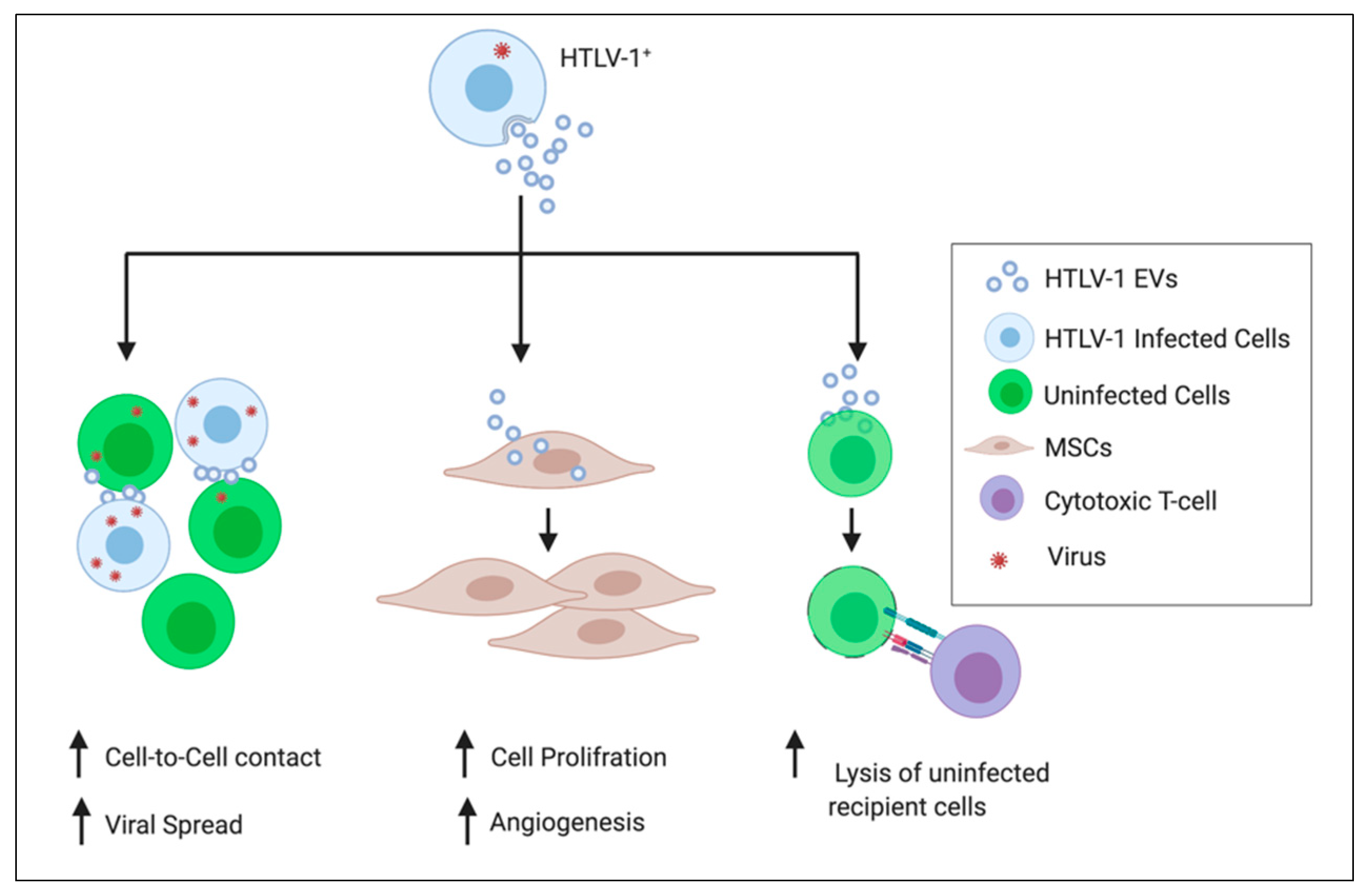 Viruses | Free Full-Text | Extracellular Vesicles in HTLV-1 Communication:  The Story of an Invisible Messenger