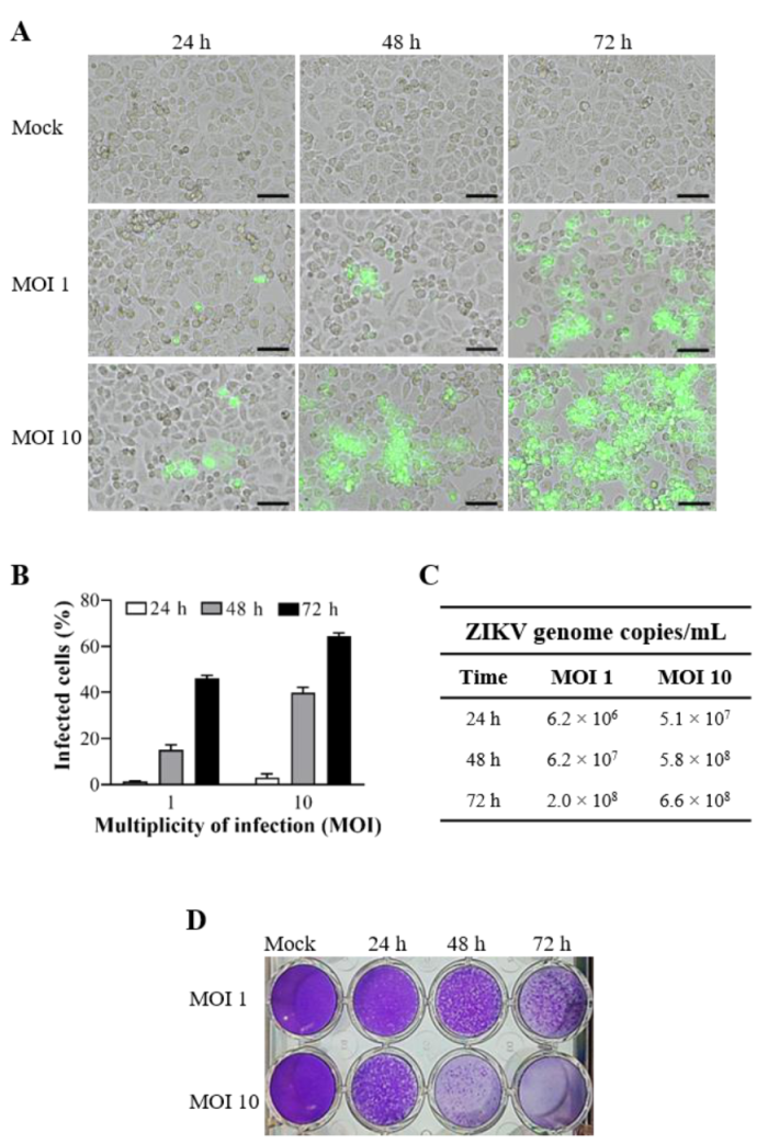 Viruses Free Full Text Chloroquine And Sulfadoxine Derivatives Inhibit Zikv Replication In Cervical Cells Html