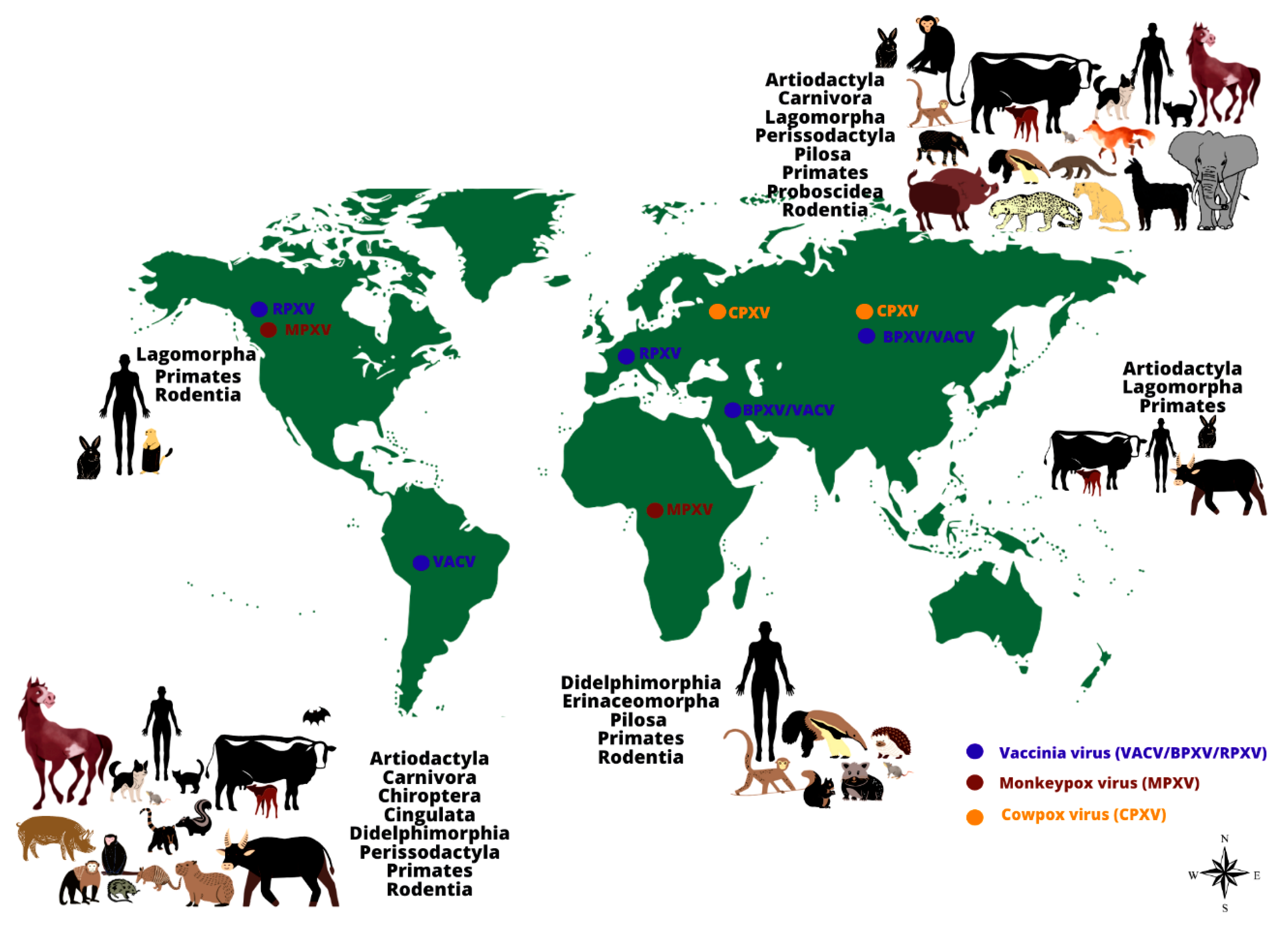 Viruses | Free Full-Text | Here, There, and Everywhere: The Wide Host Range  and Geographic Distribution of Zoonotic Orthopoxviruses