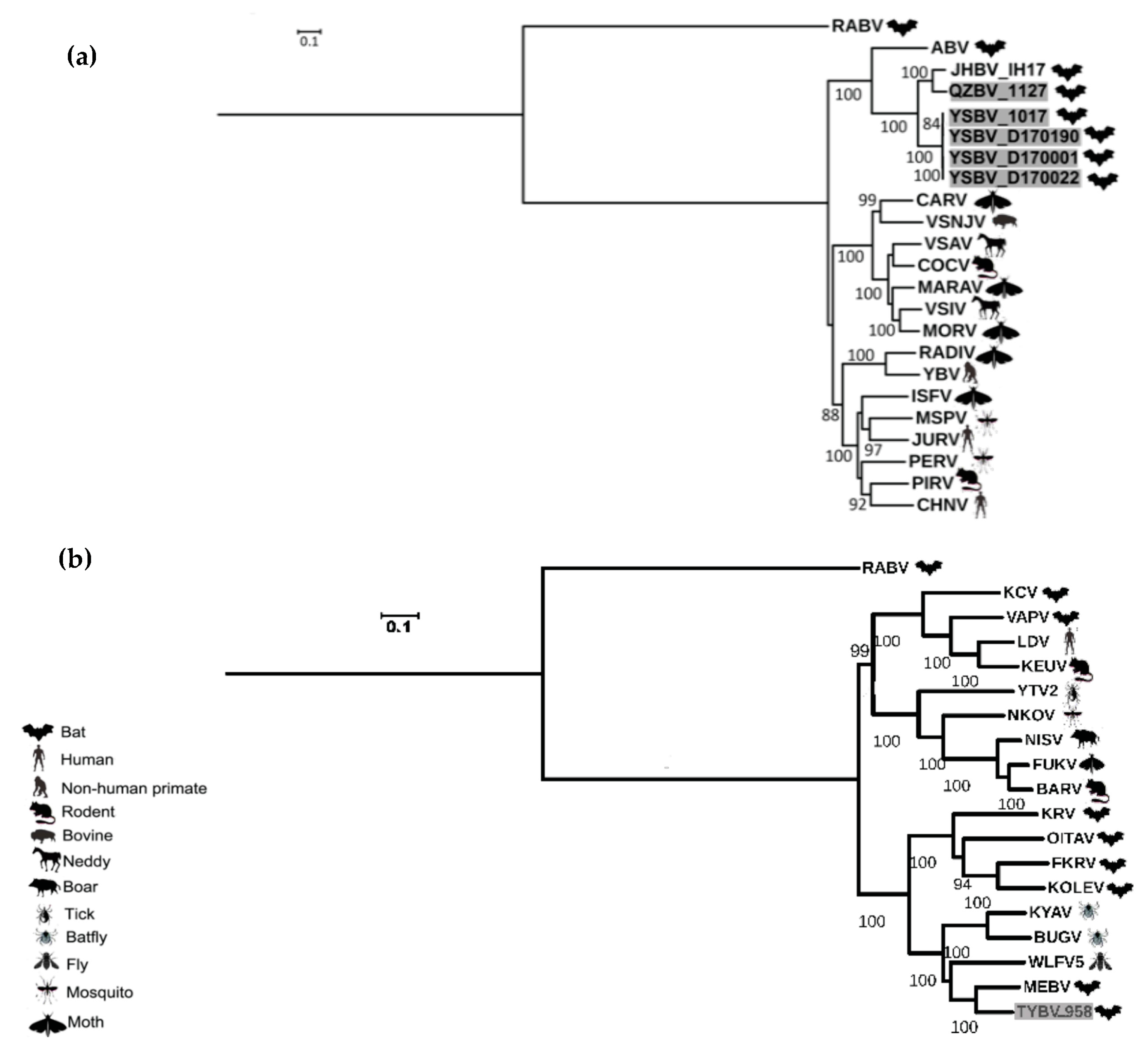 Viruses 13 00064 g004 Viruses 13 00064 g004
