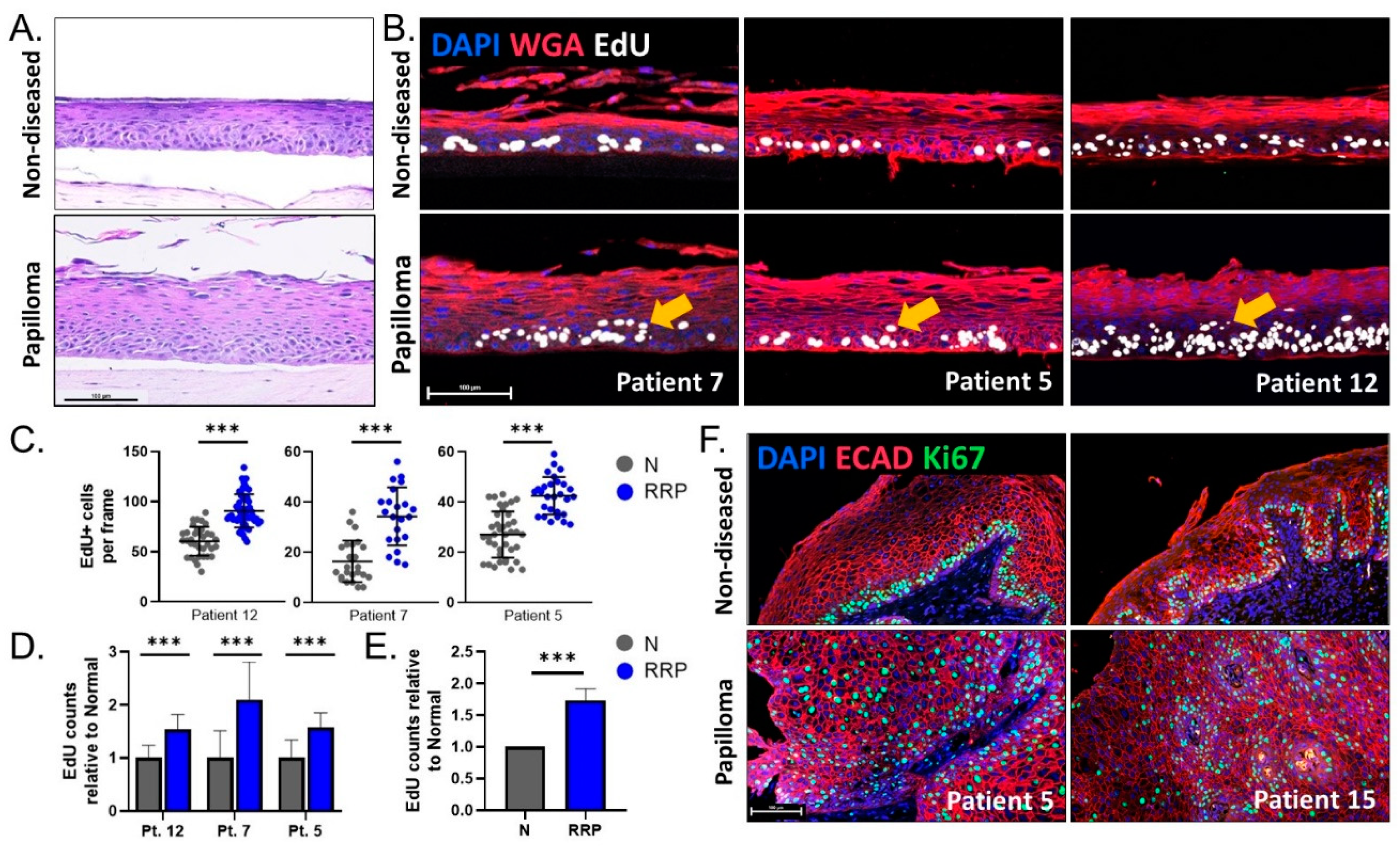 Viruses 13 00068 g003 Viruses 13 00068 g003