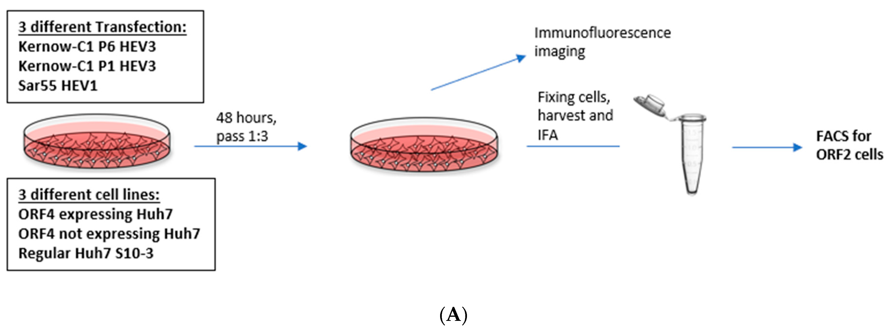 Viruses 13 00075 g004a