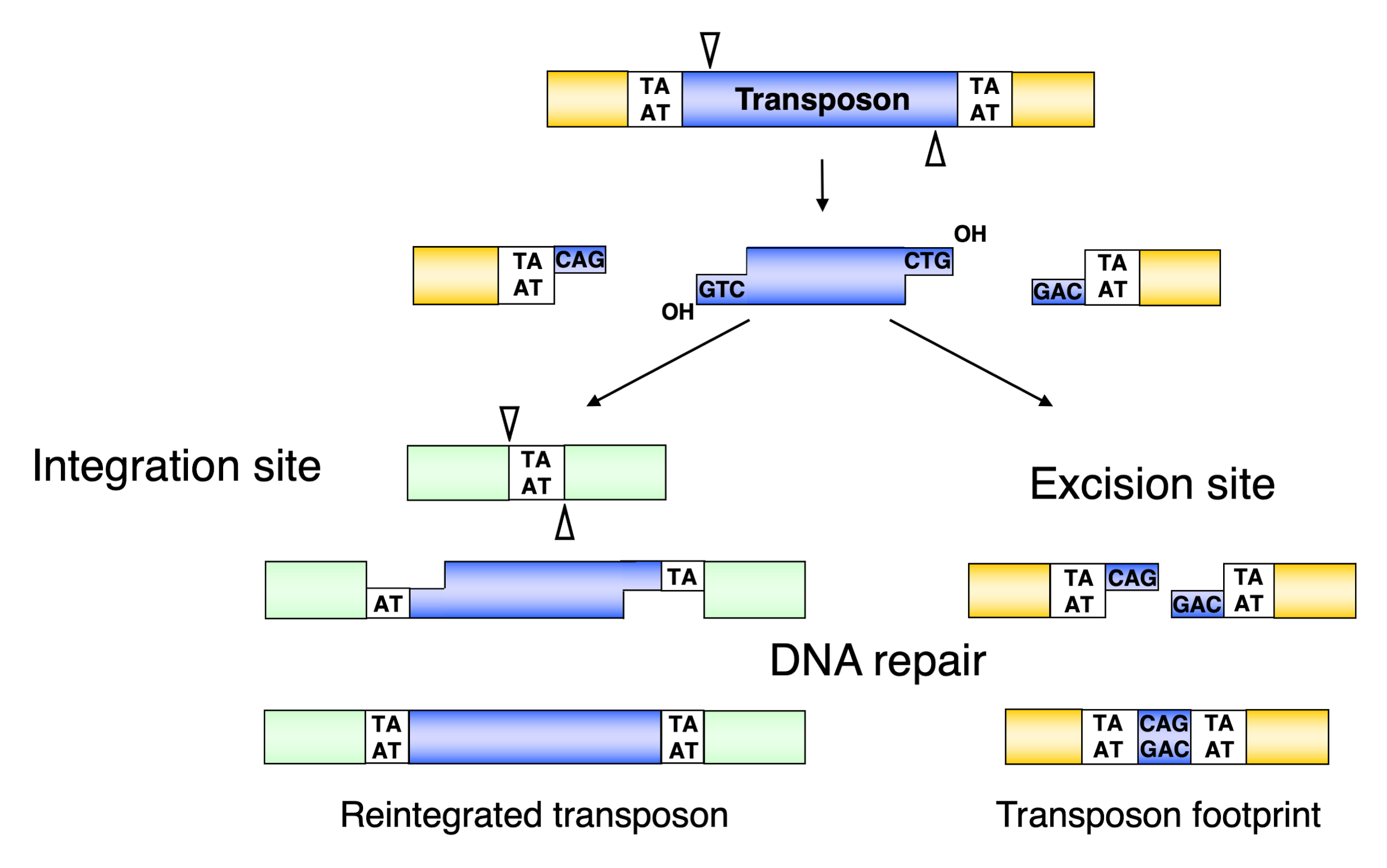 Viruses | Free Full-Text | Jumping Ahead with Sleeping Beauty ...