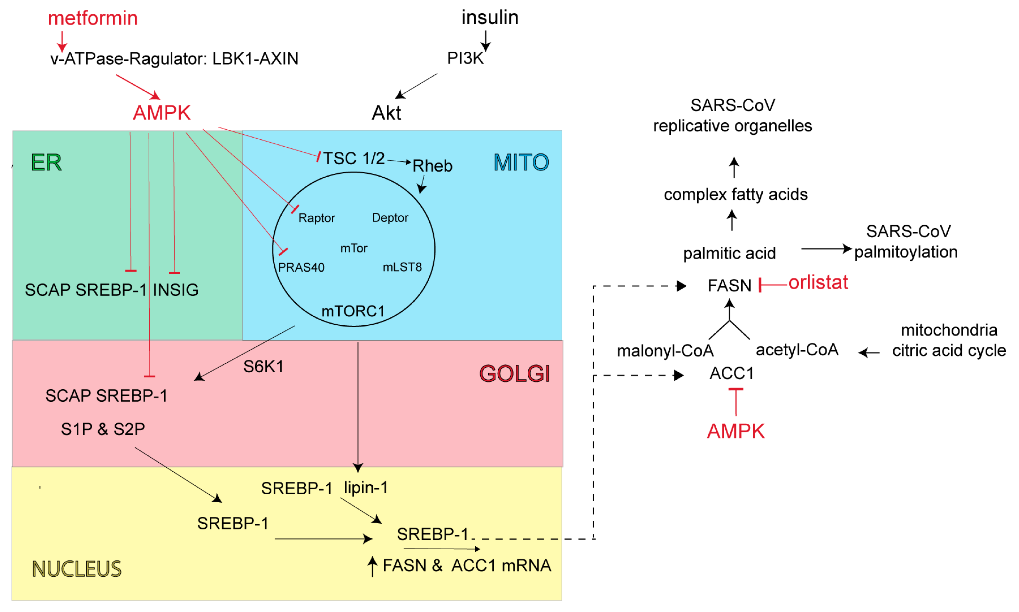 Viruses 13 00090 g003