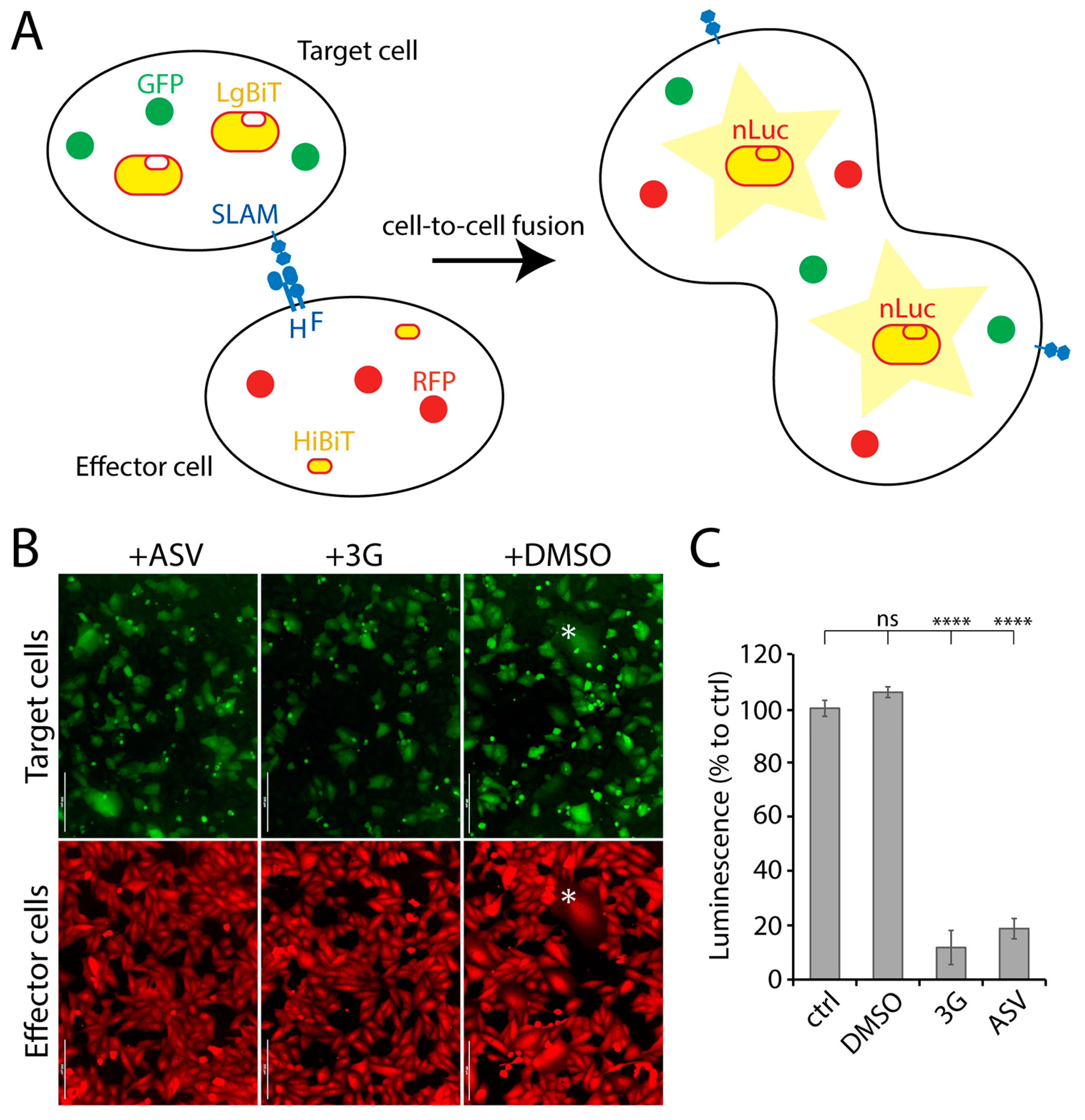 Viruses 13 00128 g001 Viruses 13 00128 g001