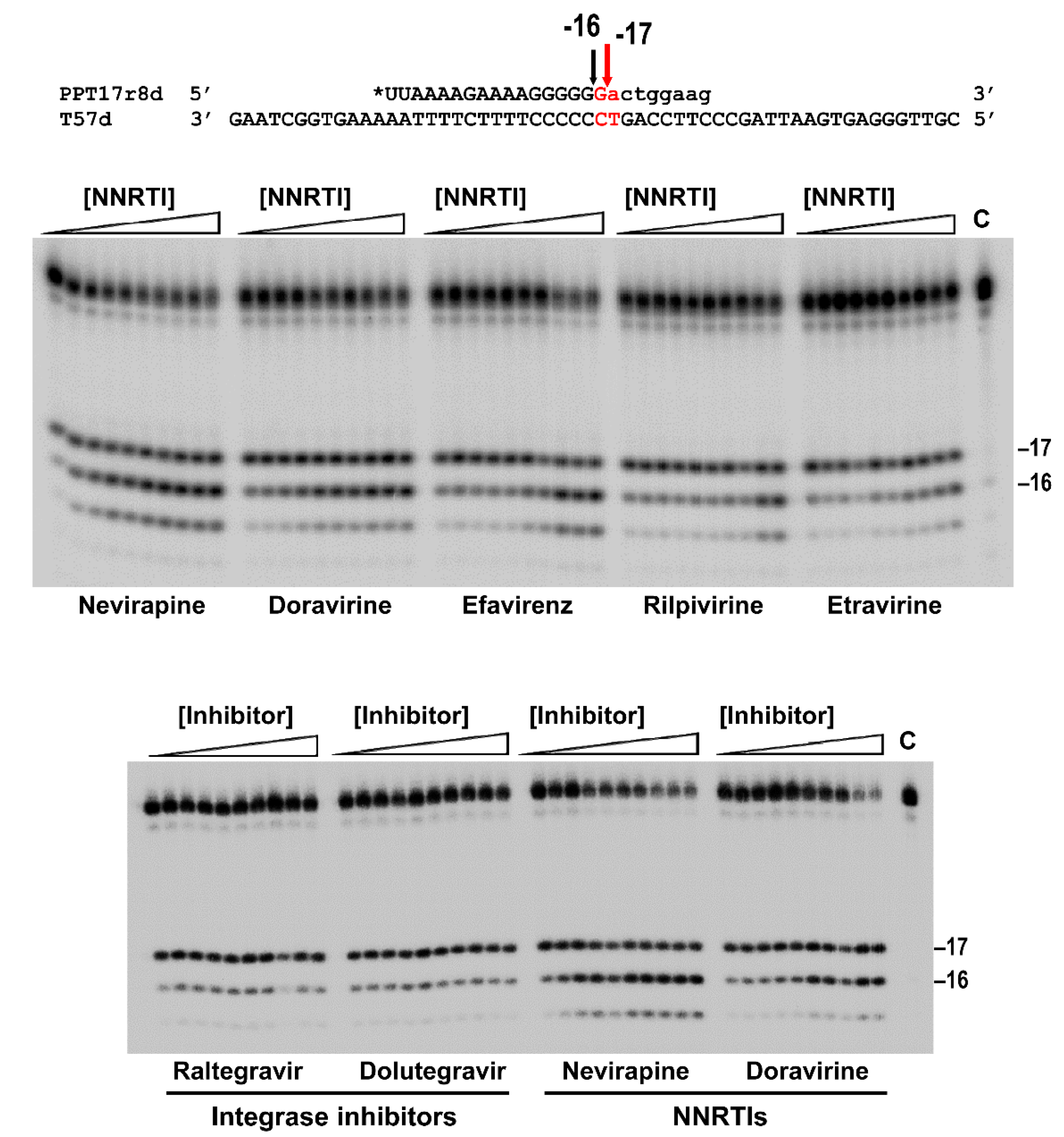 Viruses 13 00131 g002