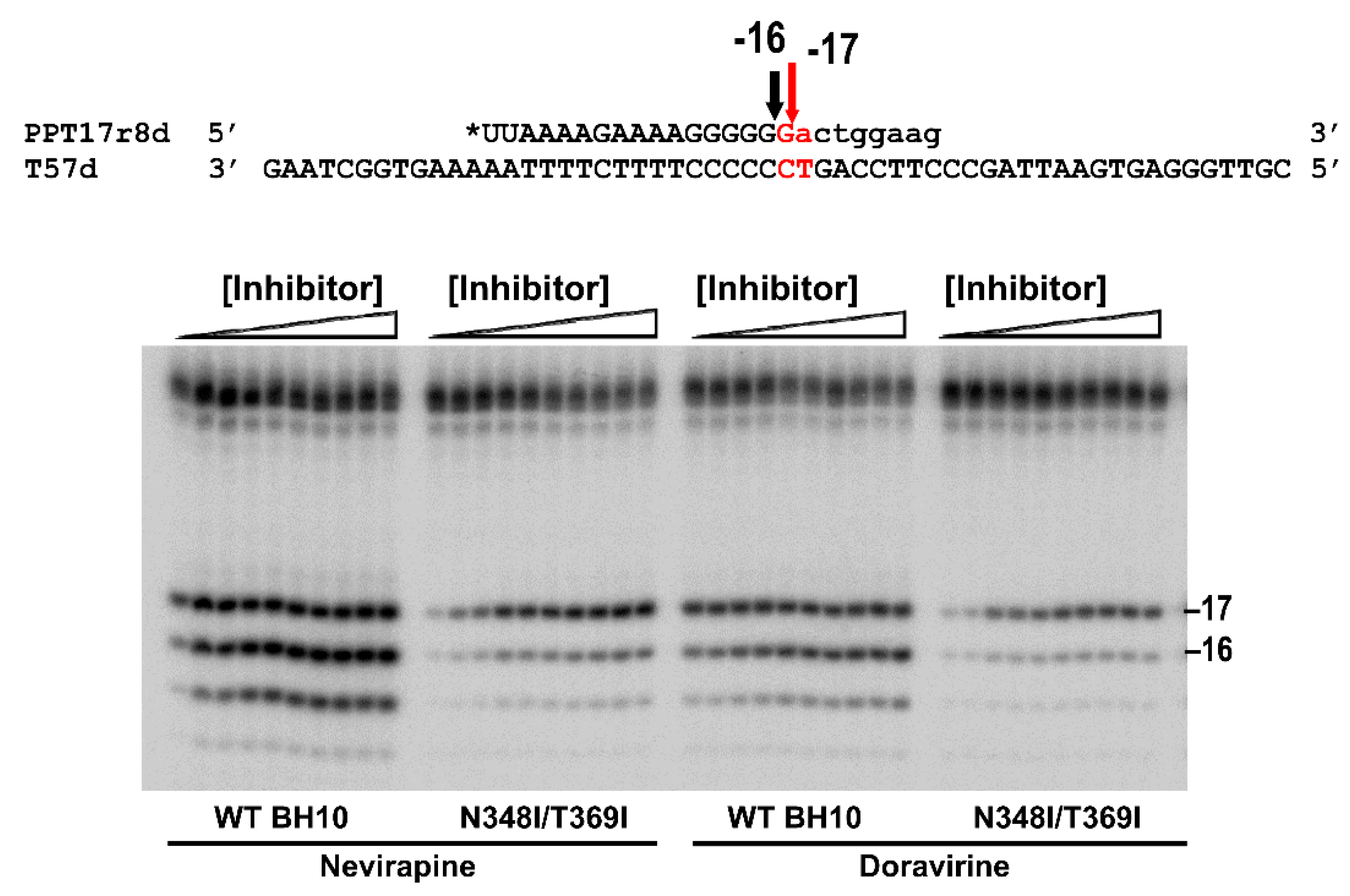 Viruses 13 00131 g003