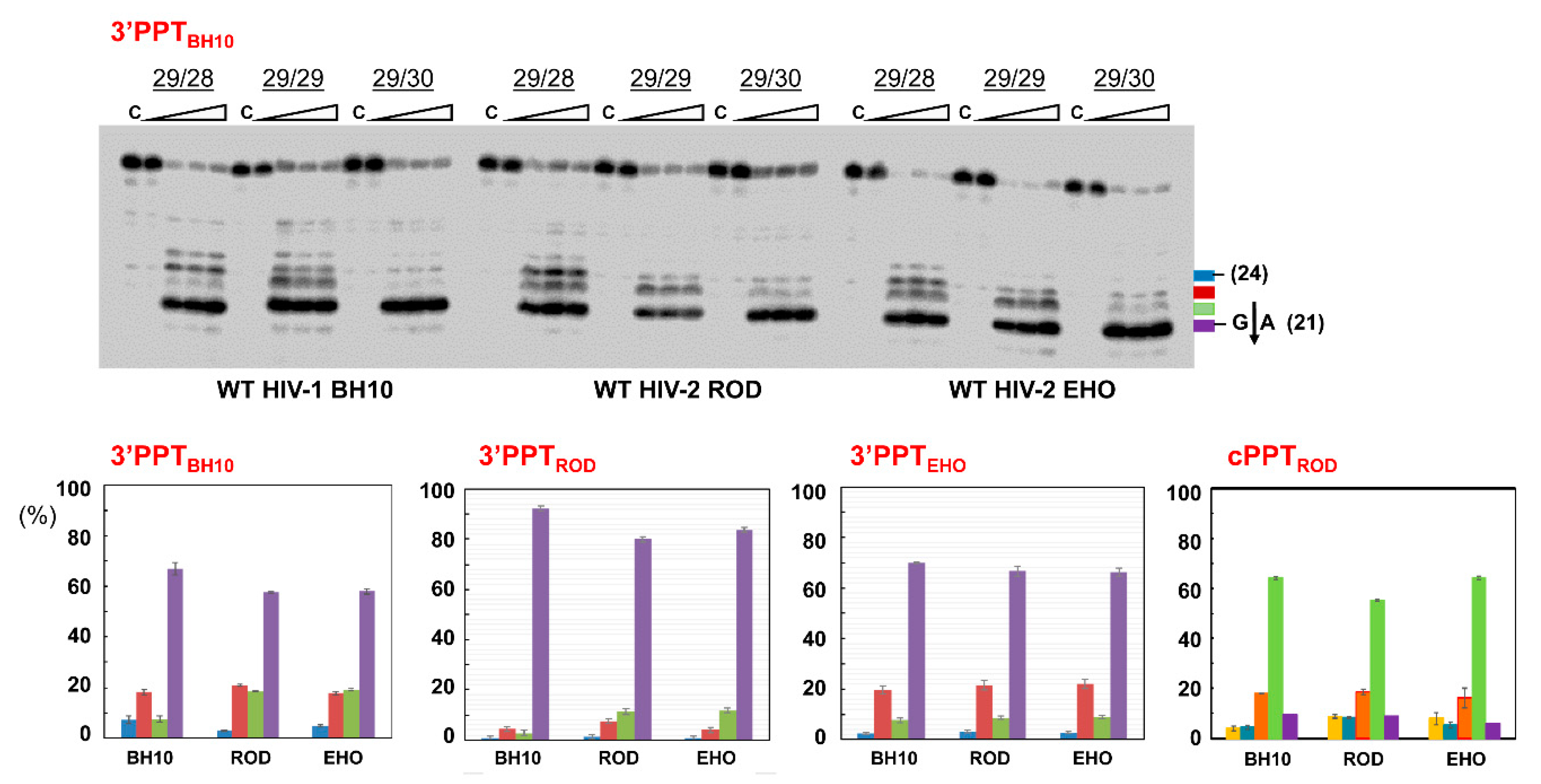 Viruses 13 00131 g006