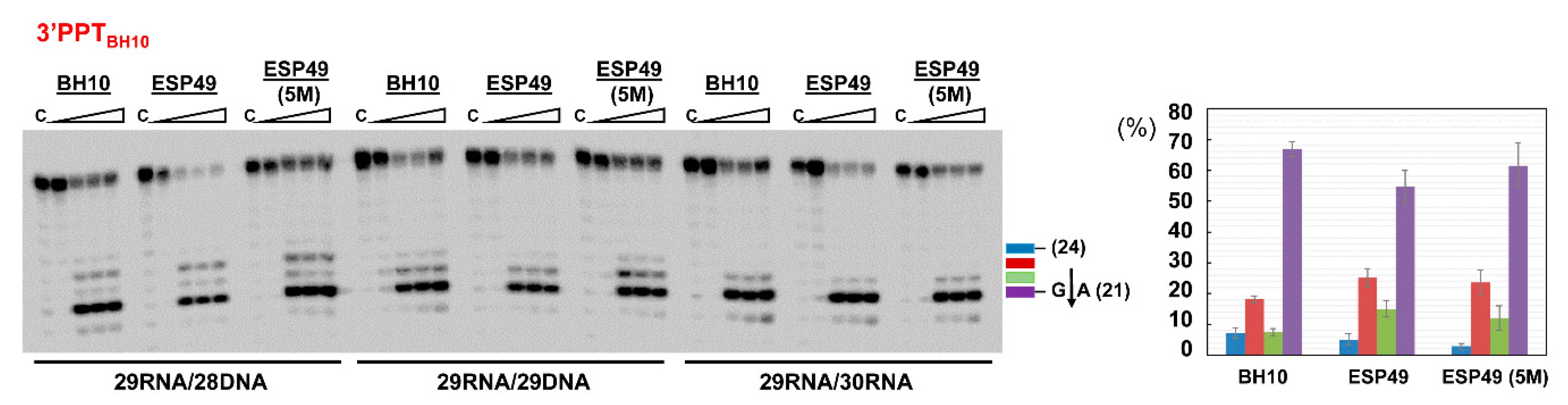 Viruses 13 00131 g007