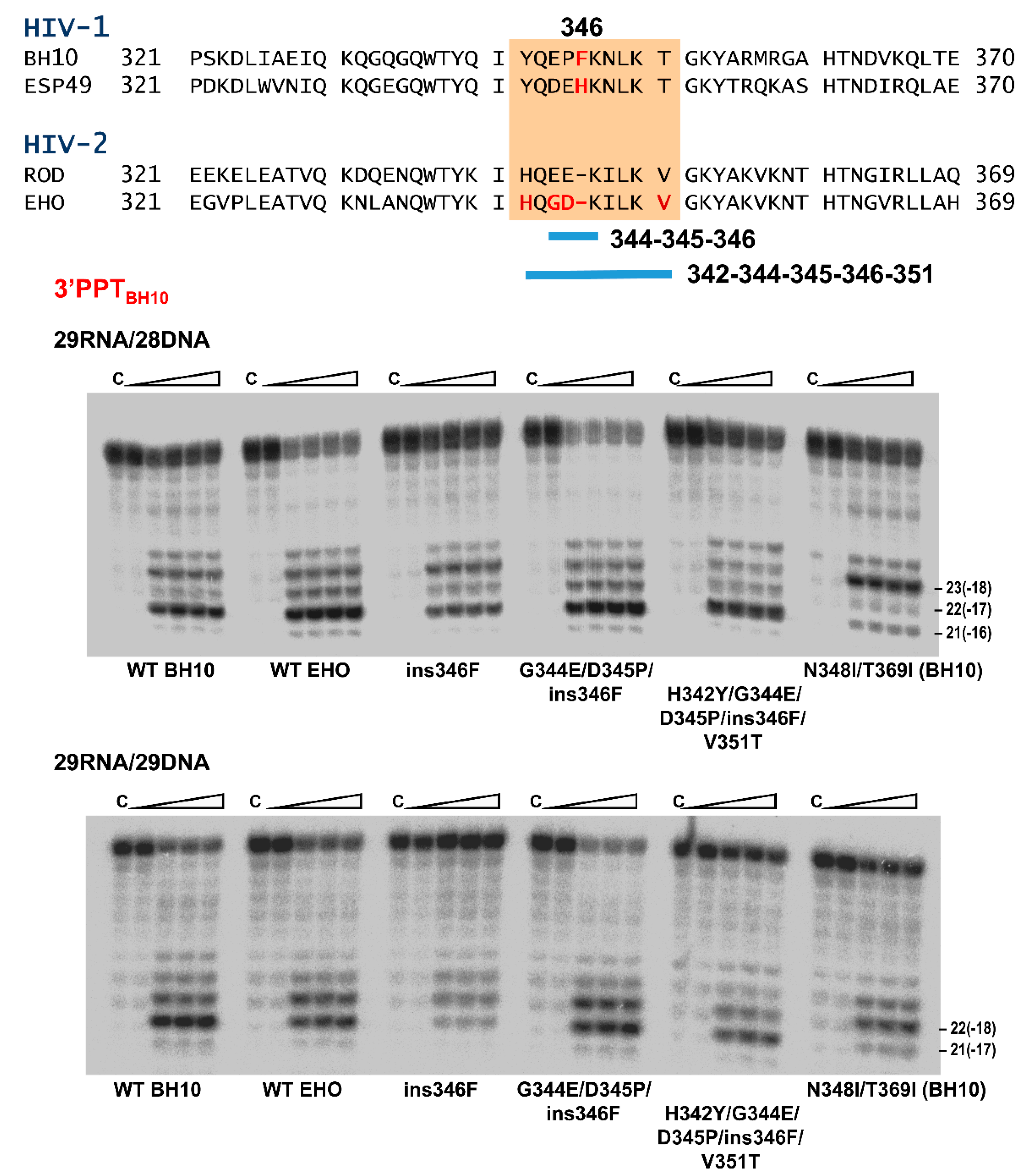Viruses 13 00131 g008