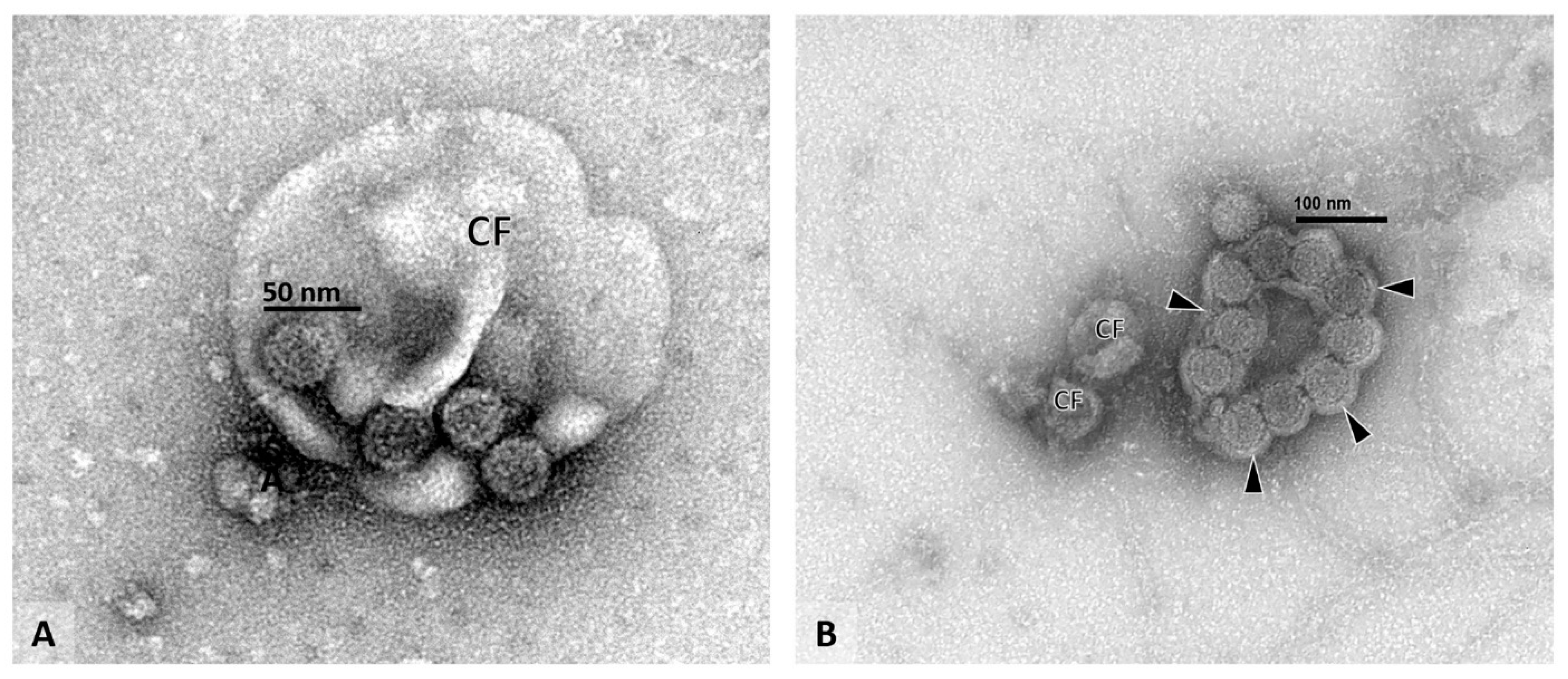 Viruses 13 00135 g004 Viruses 13 00135 g004