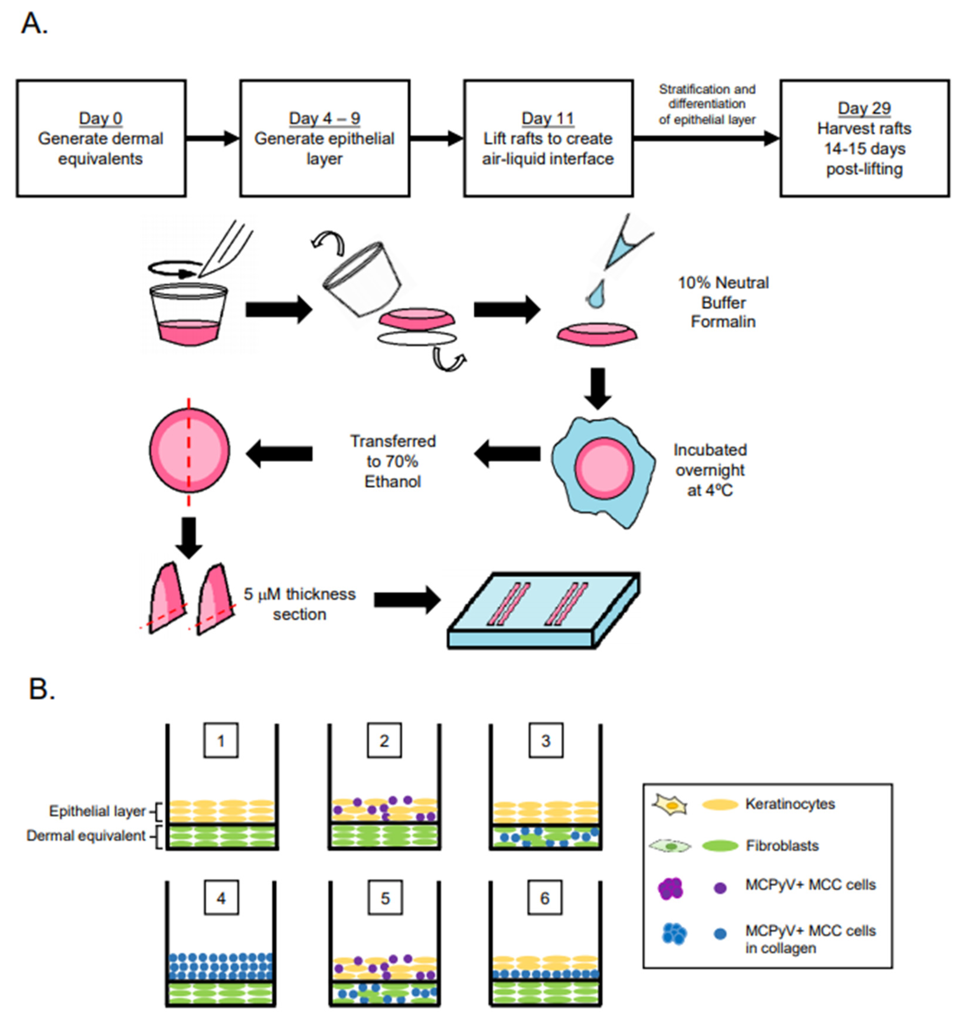 Viruses | Free Full-Text | A Novel In Vitro Culture Model System to Study  Merkel Cell Polyomavirus–Associated MCC Using Three-Dimensional Organotypic  Raft Equivalents of Human Skin