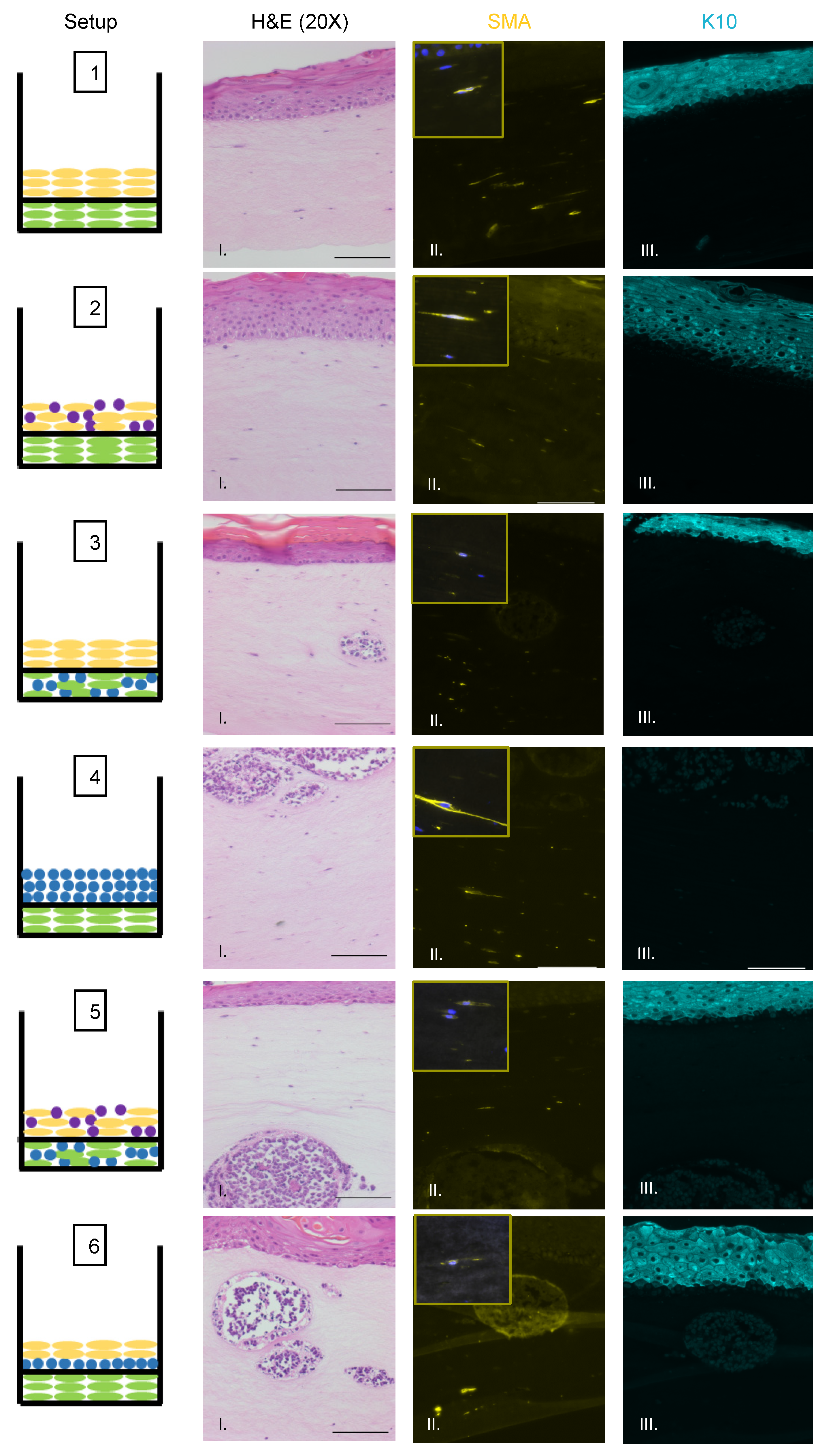Viruses 13 00138 g004 Viruses 13 00138 g004