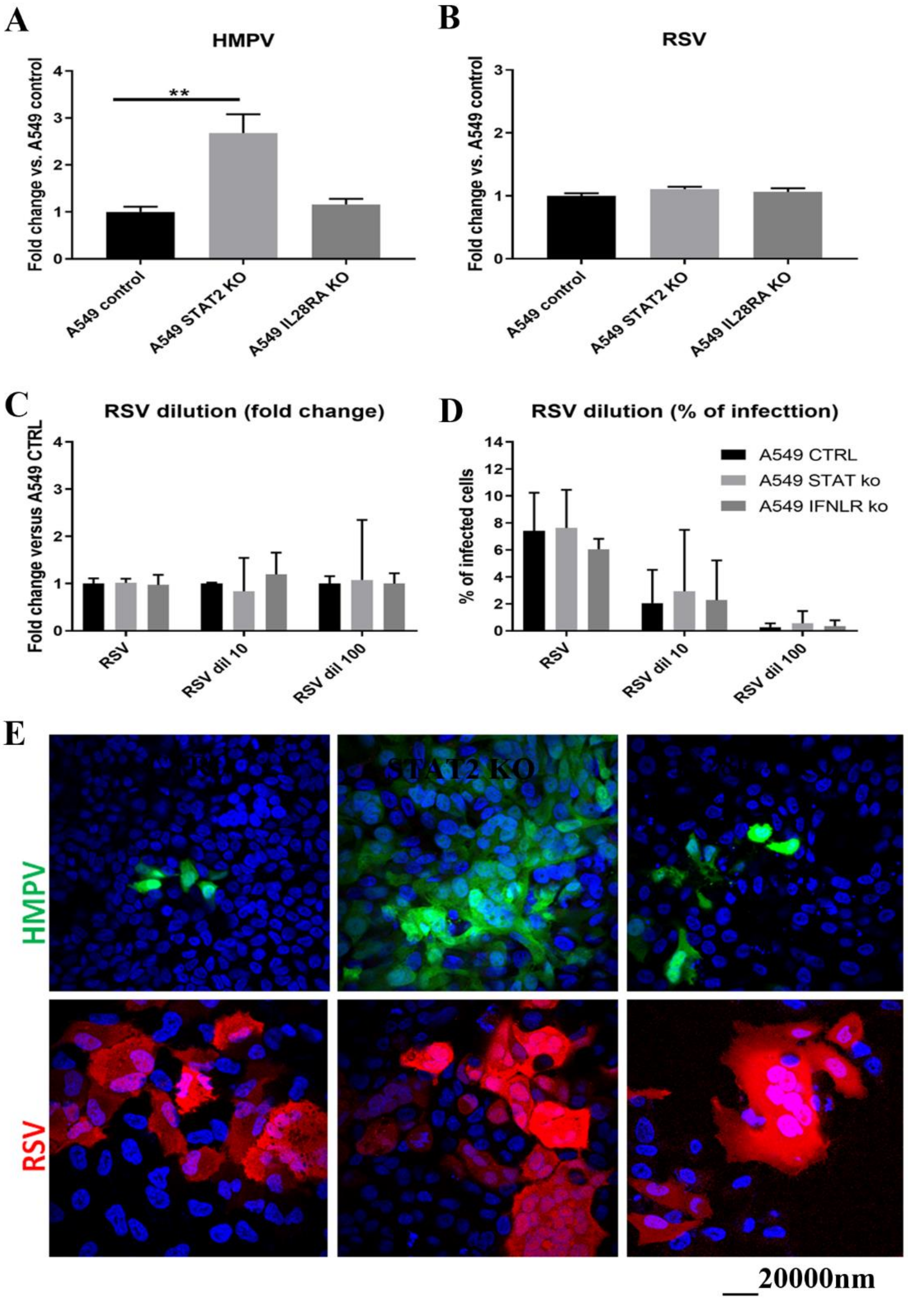 Viruses Free Full Text Rsv And Hmpv Infections In 3d Tissue Cultures Mechanisms Involved In Virus Host And Virus Virus Interactions Html