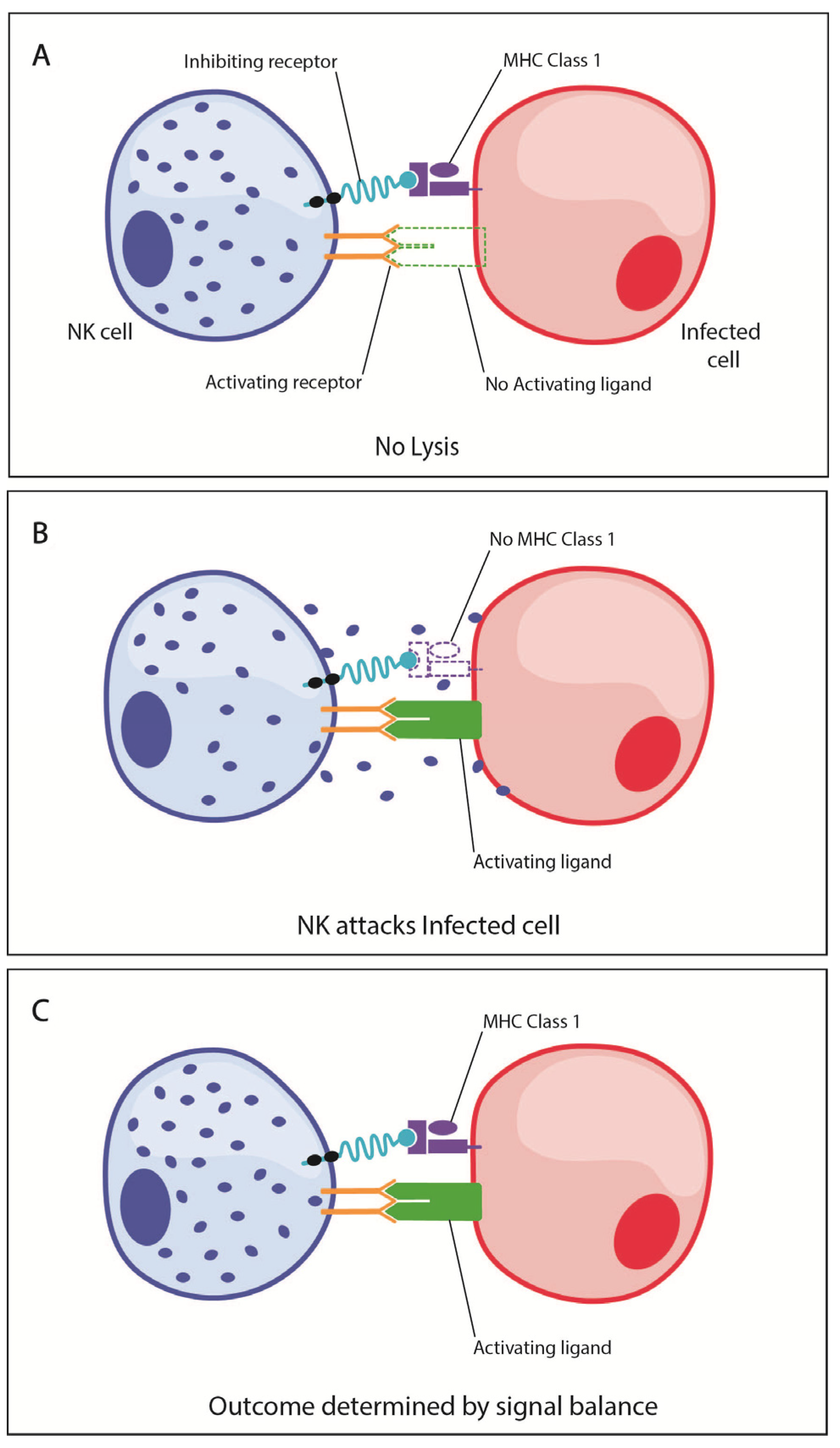 viruses free full text influenza a virus hemagglutinin and other pathogen glycoprotein interactions with nk cell natural cytotoxicity receptors nkp46 nkp44 and nkp30 html