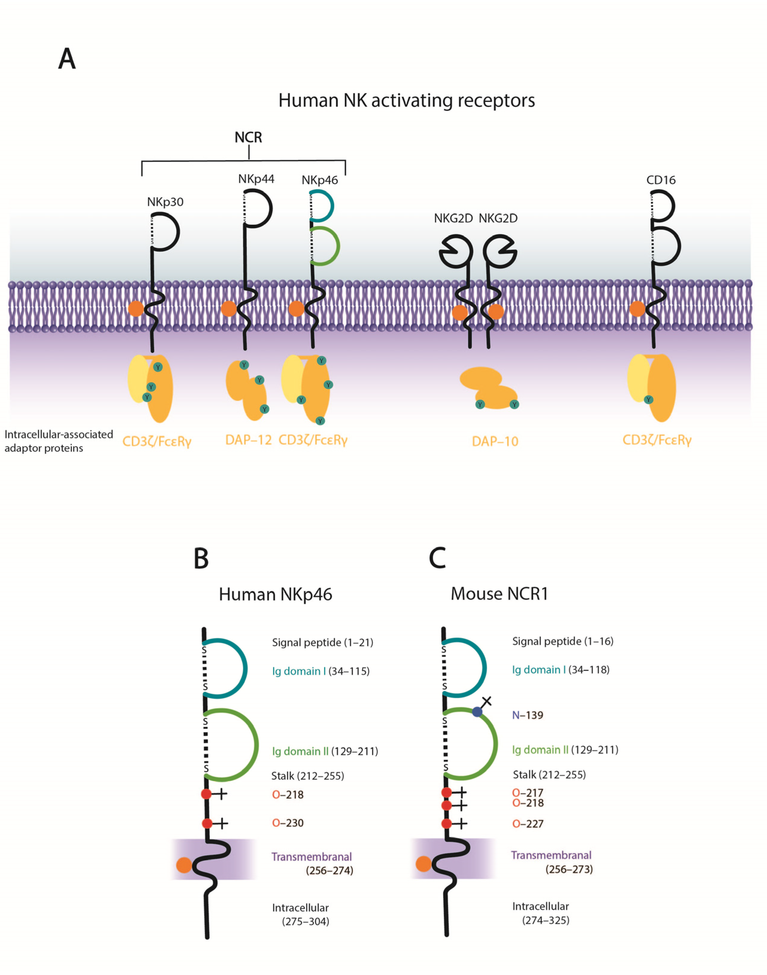 Viruses Free Full Text Influenza A Virus Hemagglutinin And Other Pathogen Glycoprotein Interactions With Nk Cell Natural Cytotoxicity Receptors Nkp46 Nkp44 And Nkp30 Html