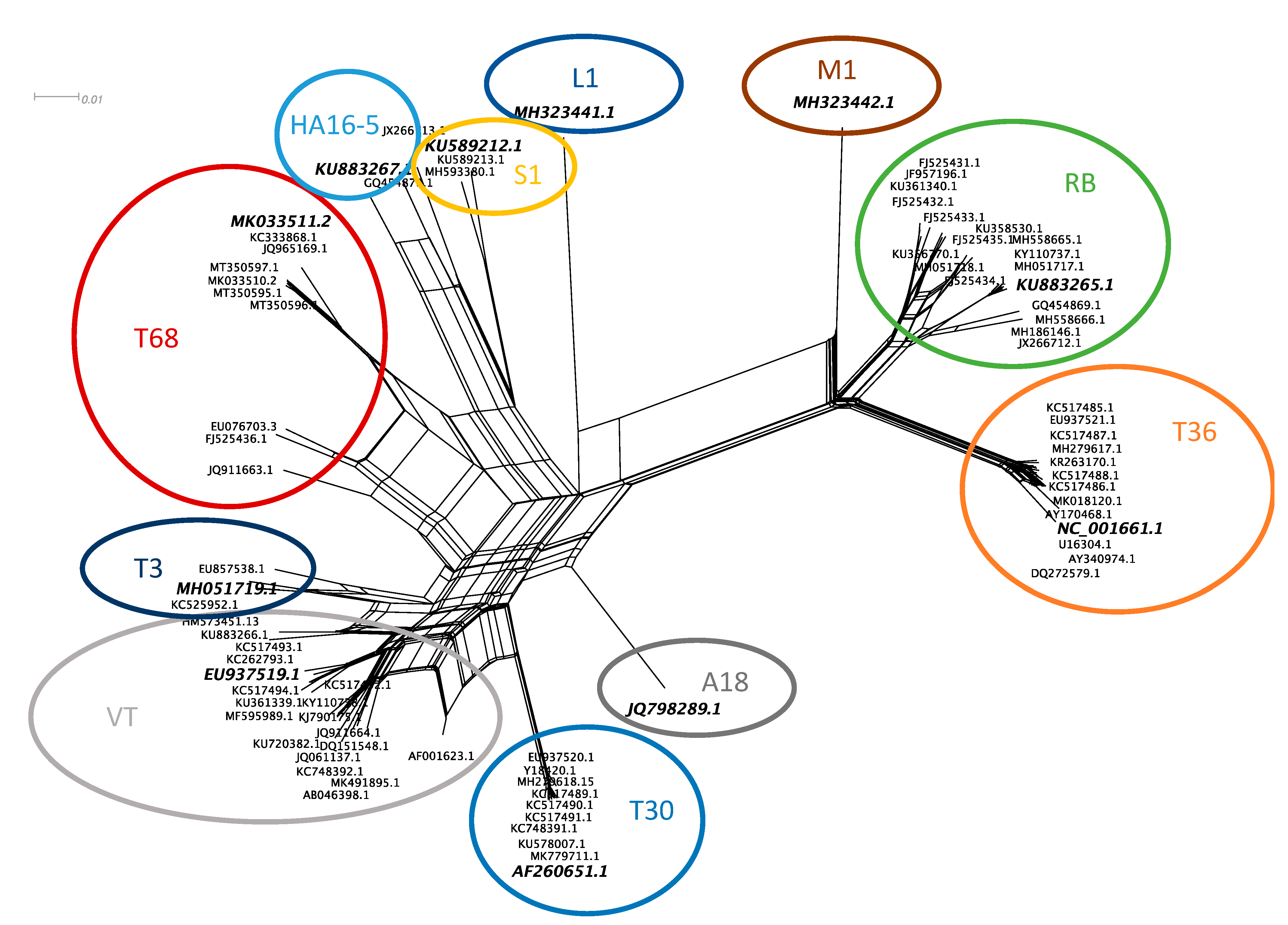 Viruses 13 00168 g001