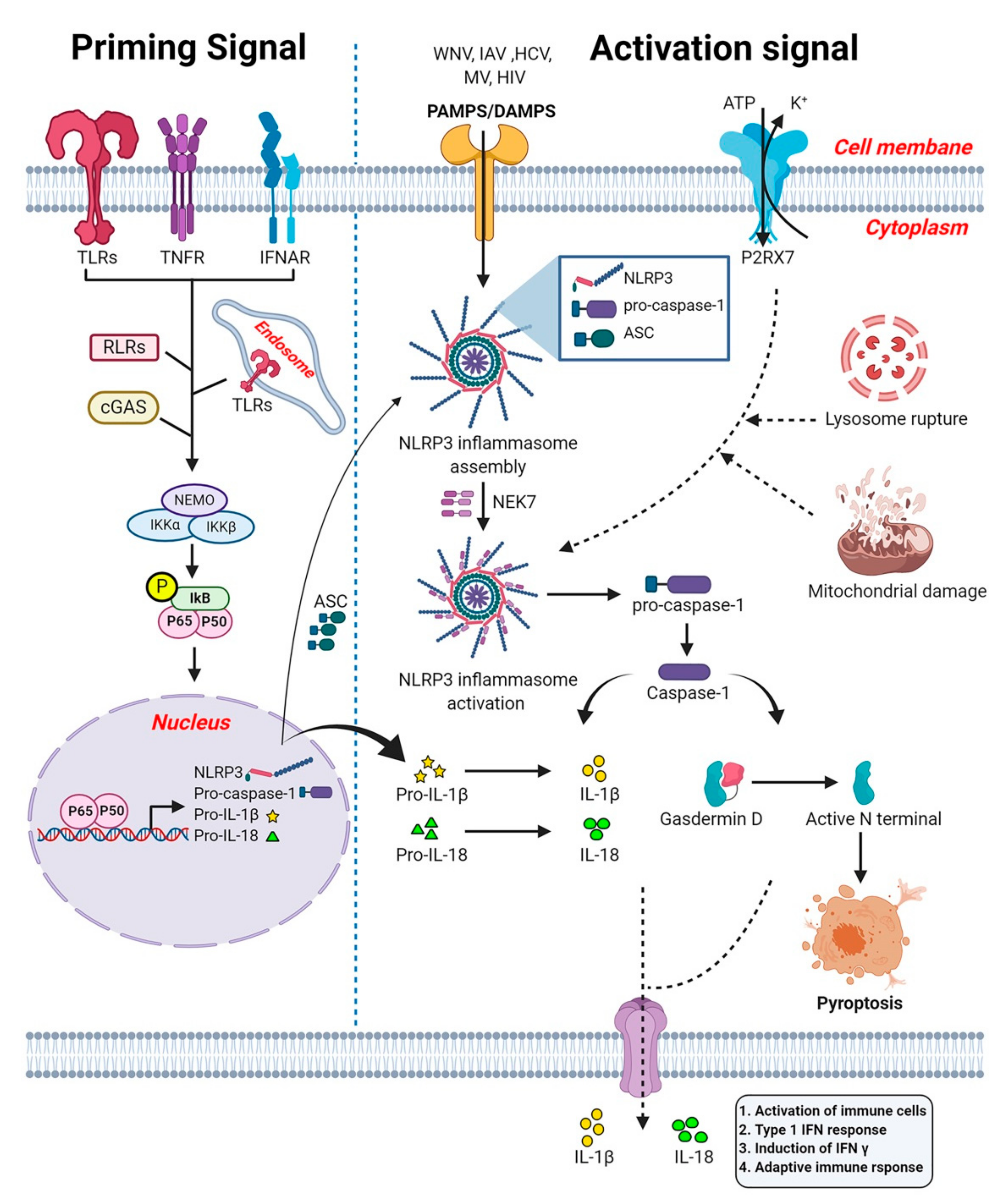 How Stealthy HIV Evades Drugs and Immunity