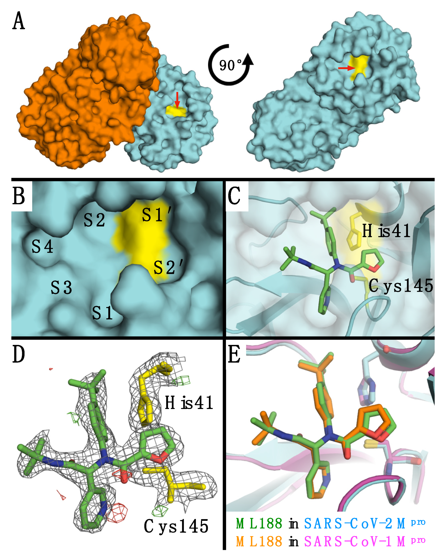 Viruses 13 00174 g002