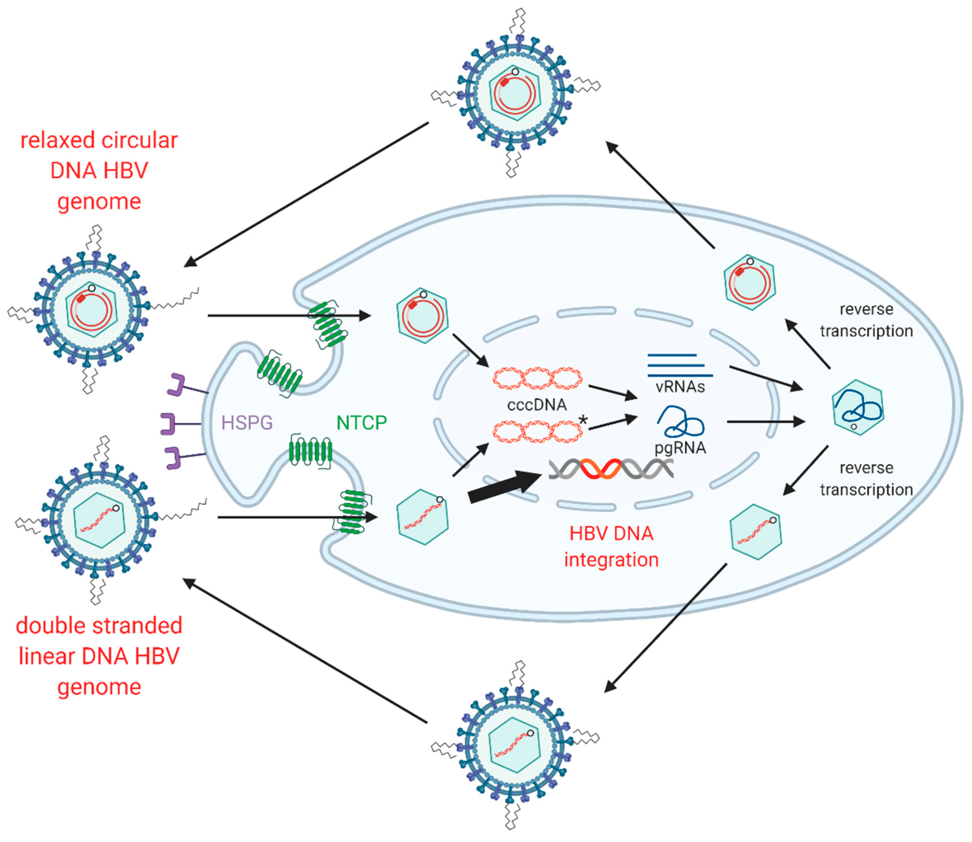 Viruses 13 00180 g002