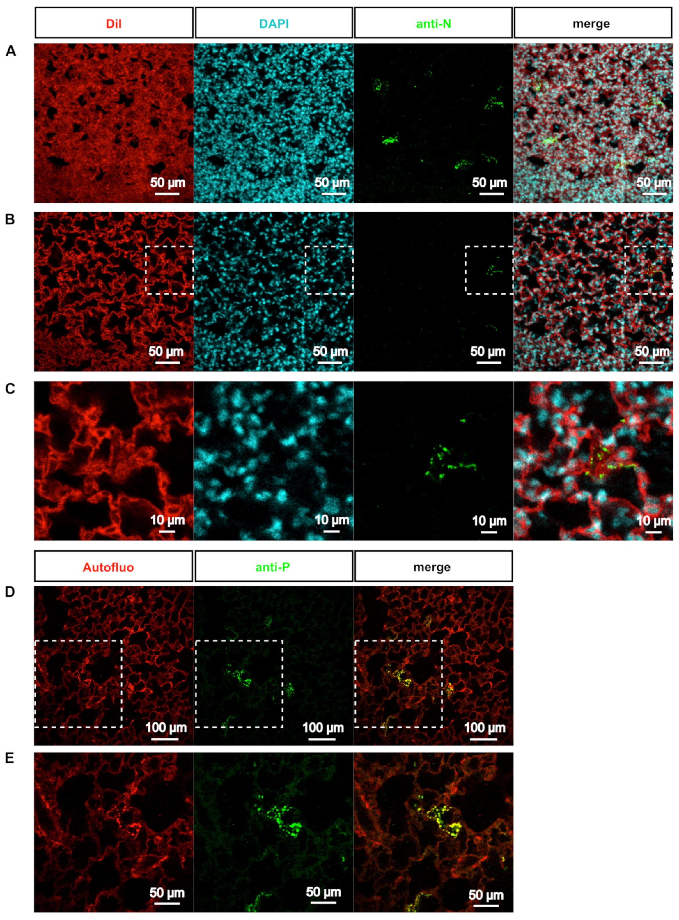 Viruses, Free Full-Text