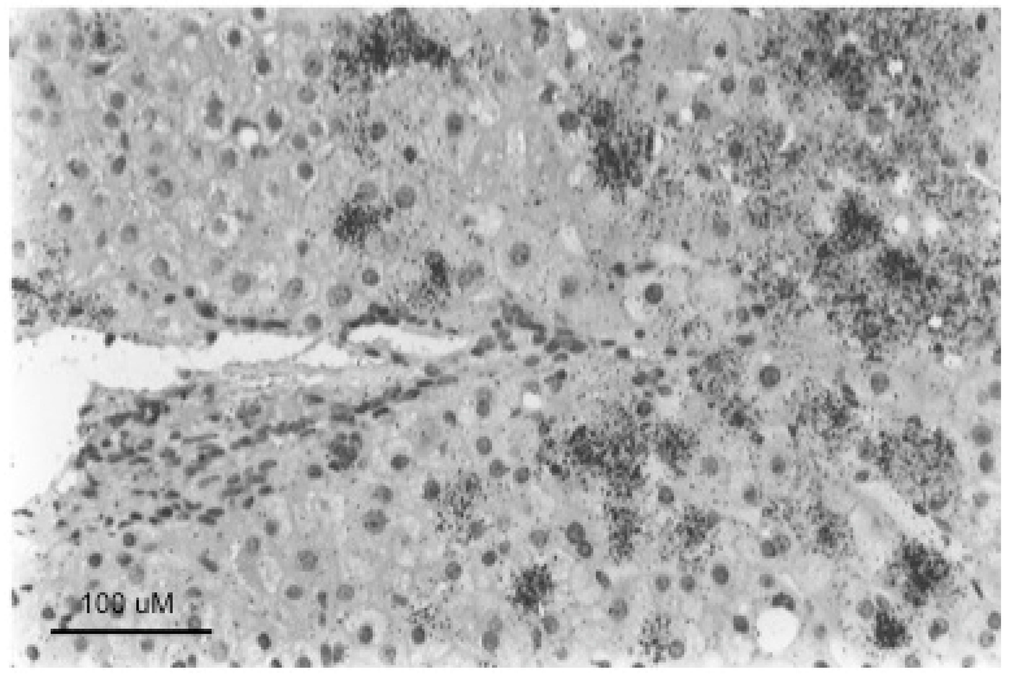 Viruses 13 00210 g005 Viruses 13 00210 g005