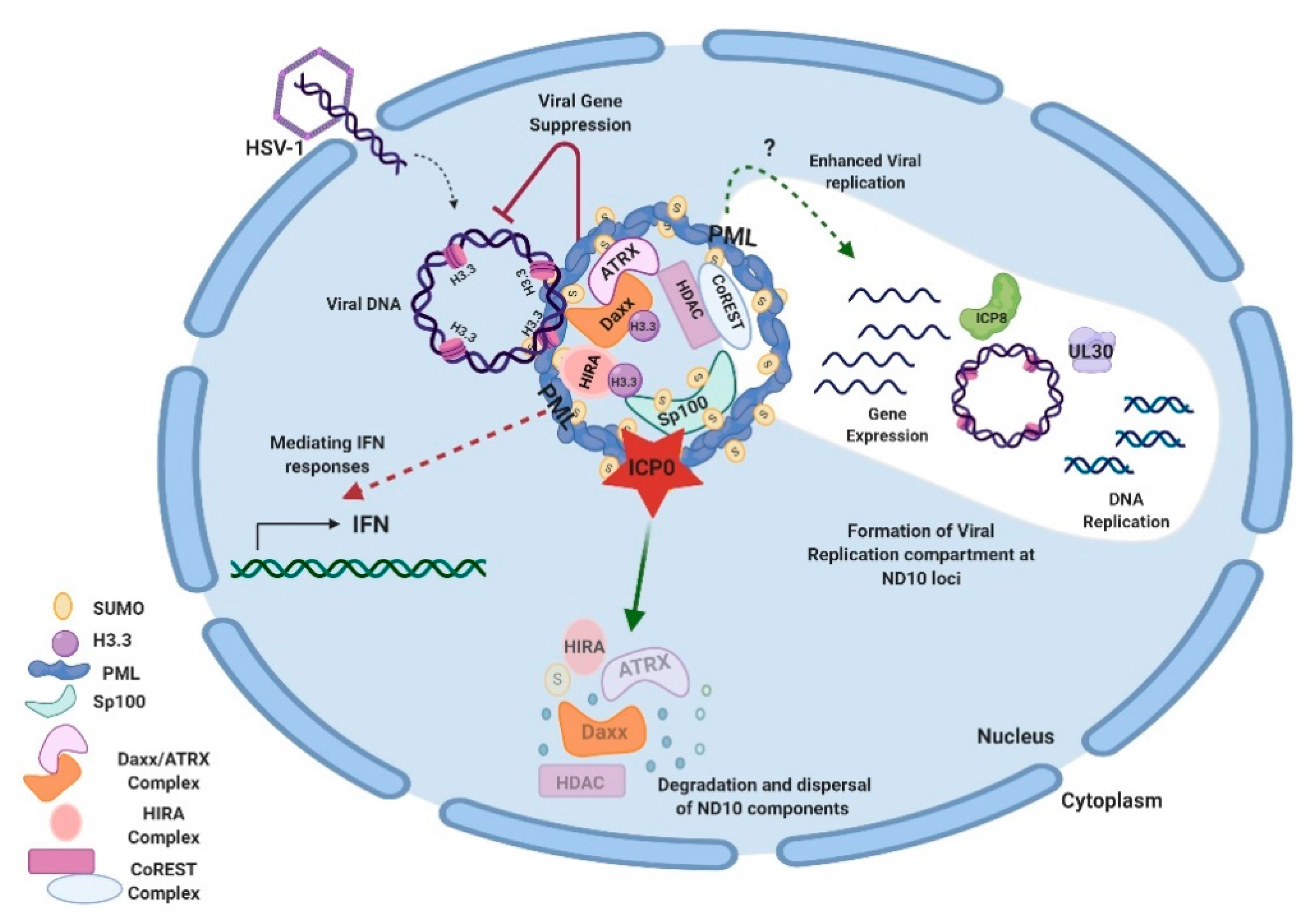 Nuclear 10. 11th International Symposium on Marek's disease and avian herpesviruses.