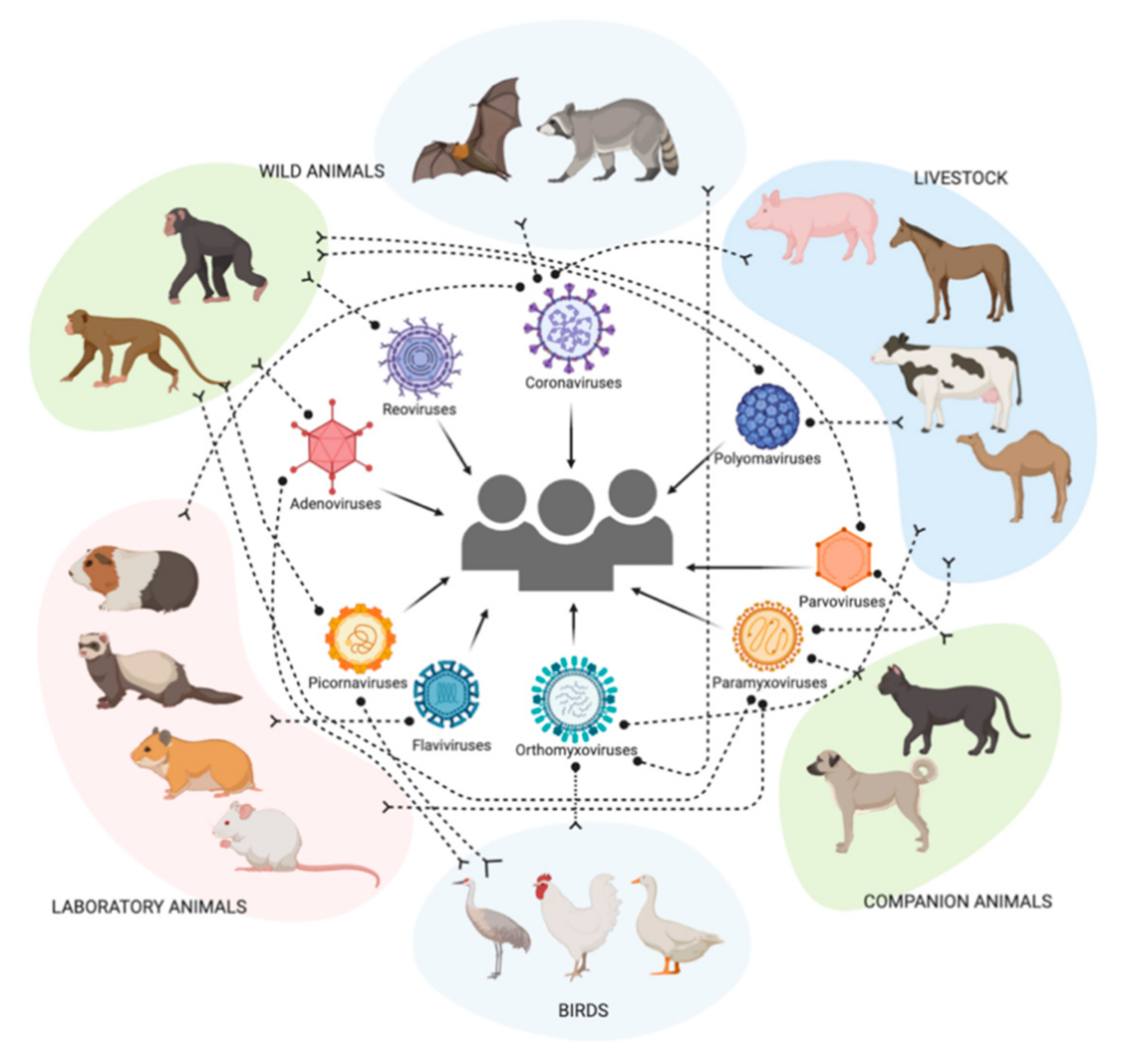 Viruses 13 00262 g002