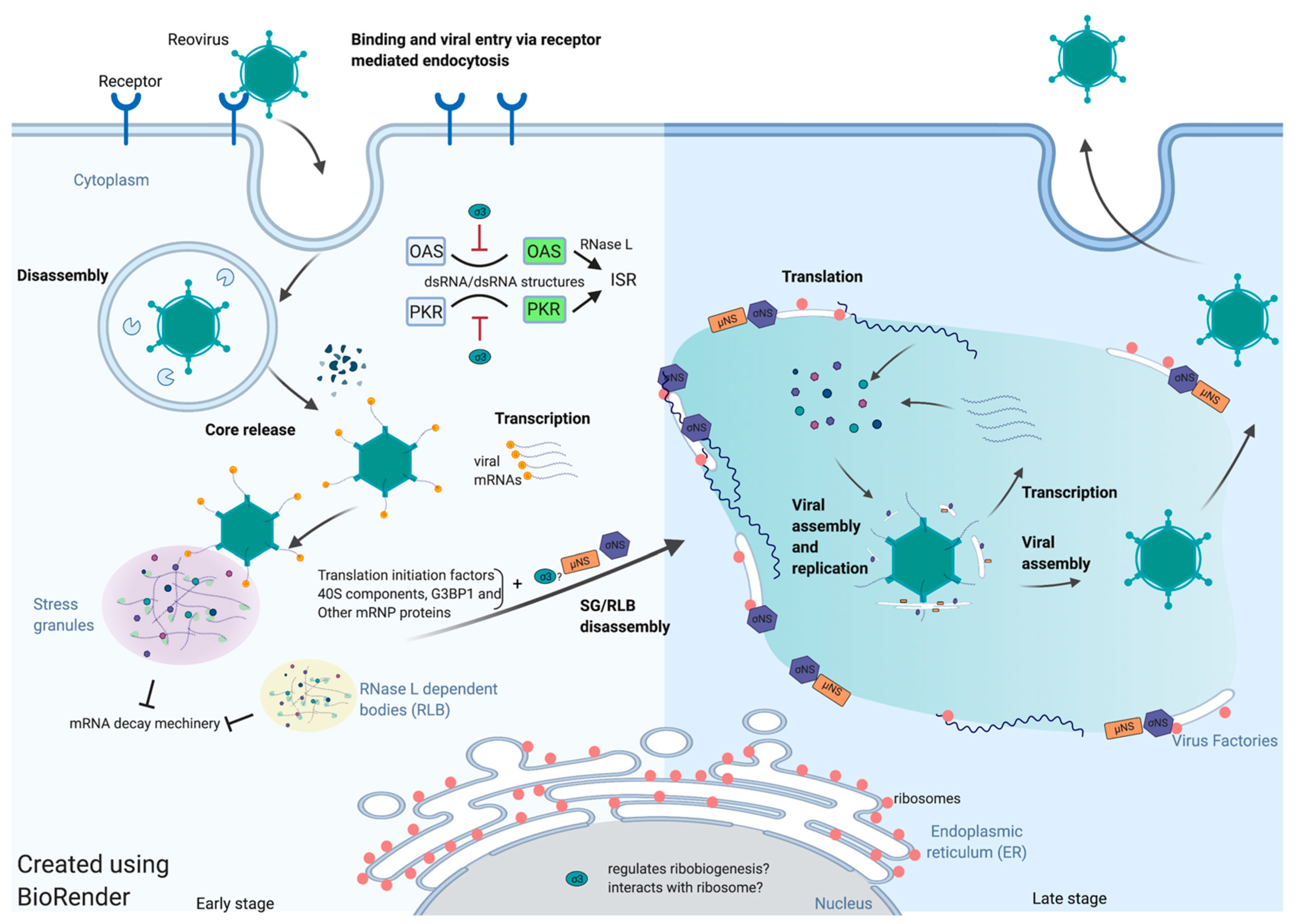 Viruses Free Full Text The Paradoxes Of Viral Mrna Translation During Mammalian Orthoreovirus Infection Html