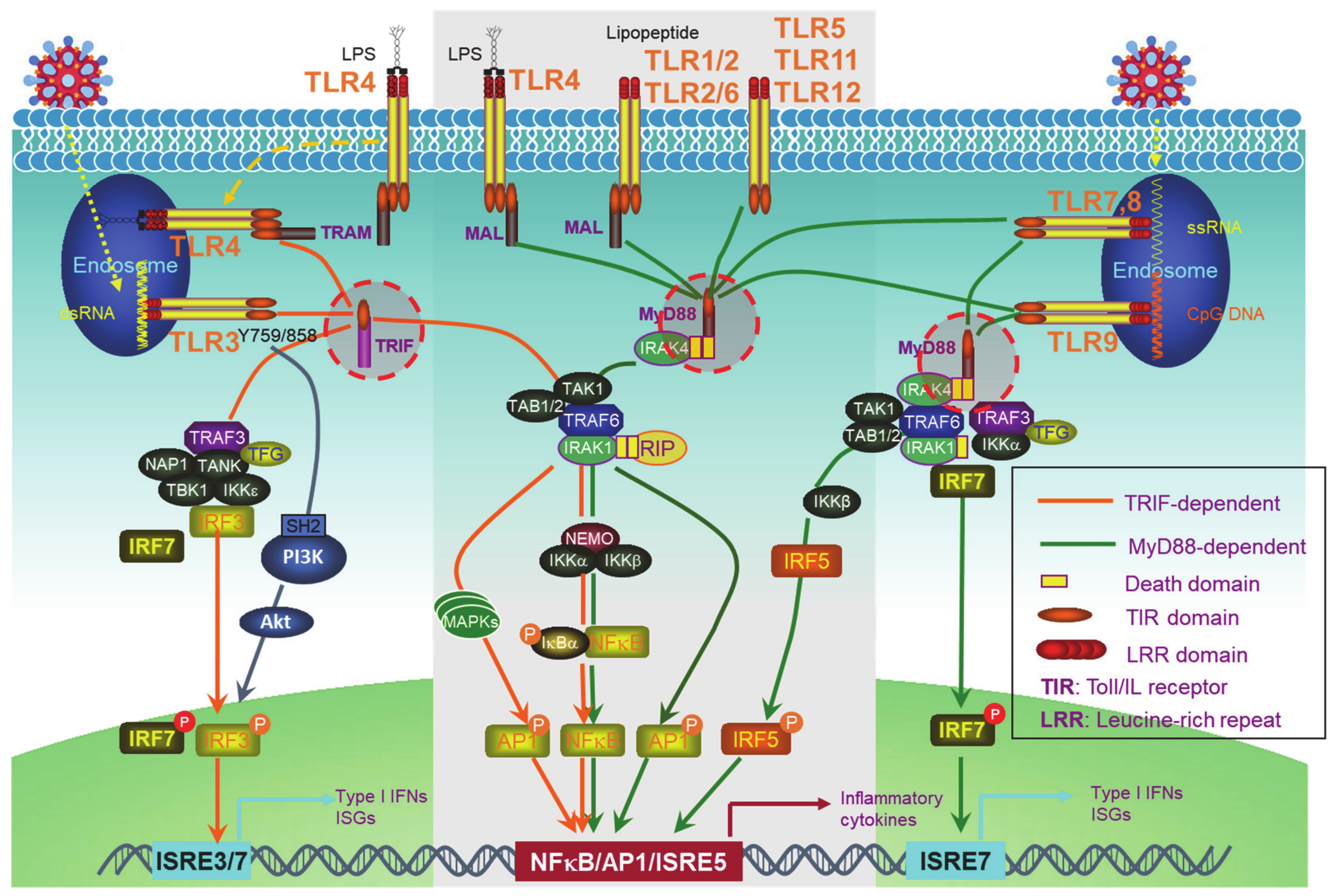 Viruses Free Full Text Trimming Type I Interferon Mediated Innate Immune Response In Antiviral And Antitumor Defense Html