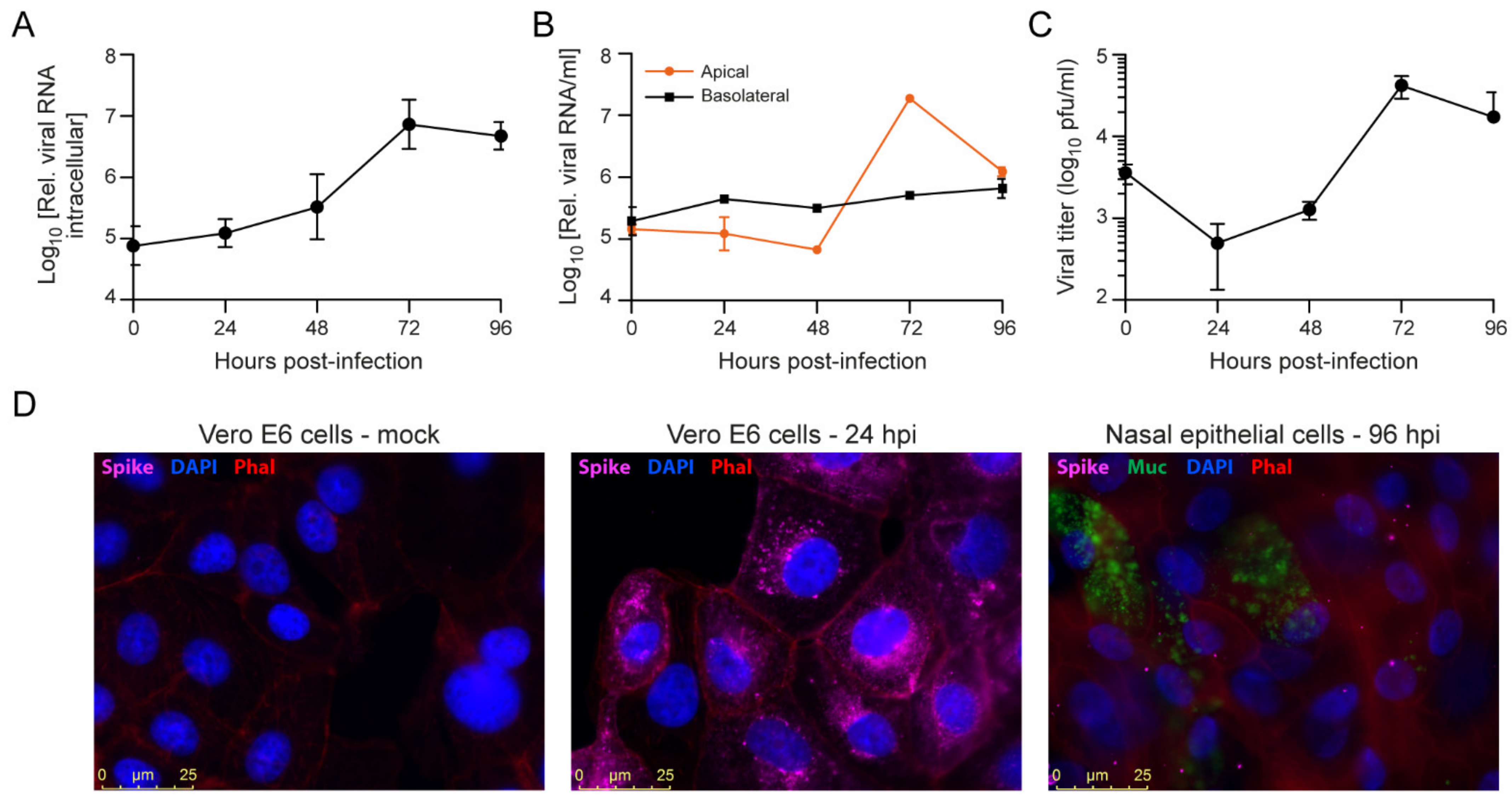 Viruses 13 00282 g004