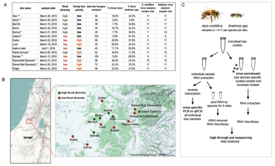 Viruses Free Full Text Metatranscriptome Analysis Of Sympatric Bee Species Identifies Bee Virus Variants And A New Virus Andrena Associated Bee Virus 1 Html