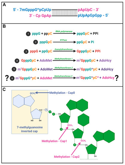 Rna Capping Functions During Infection Encyclopedia