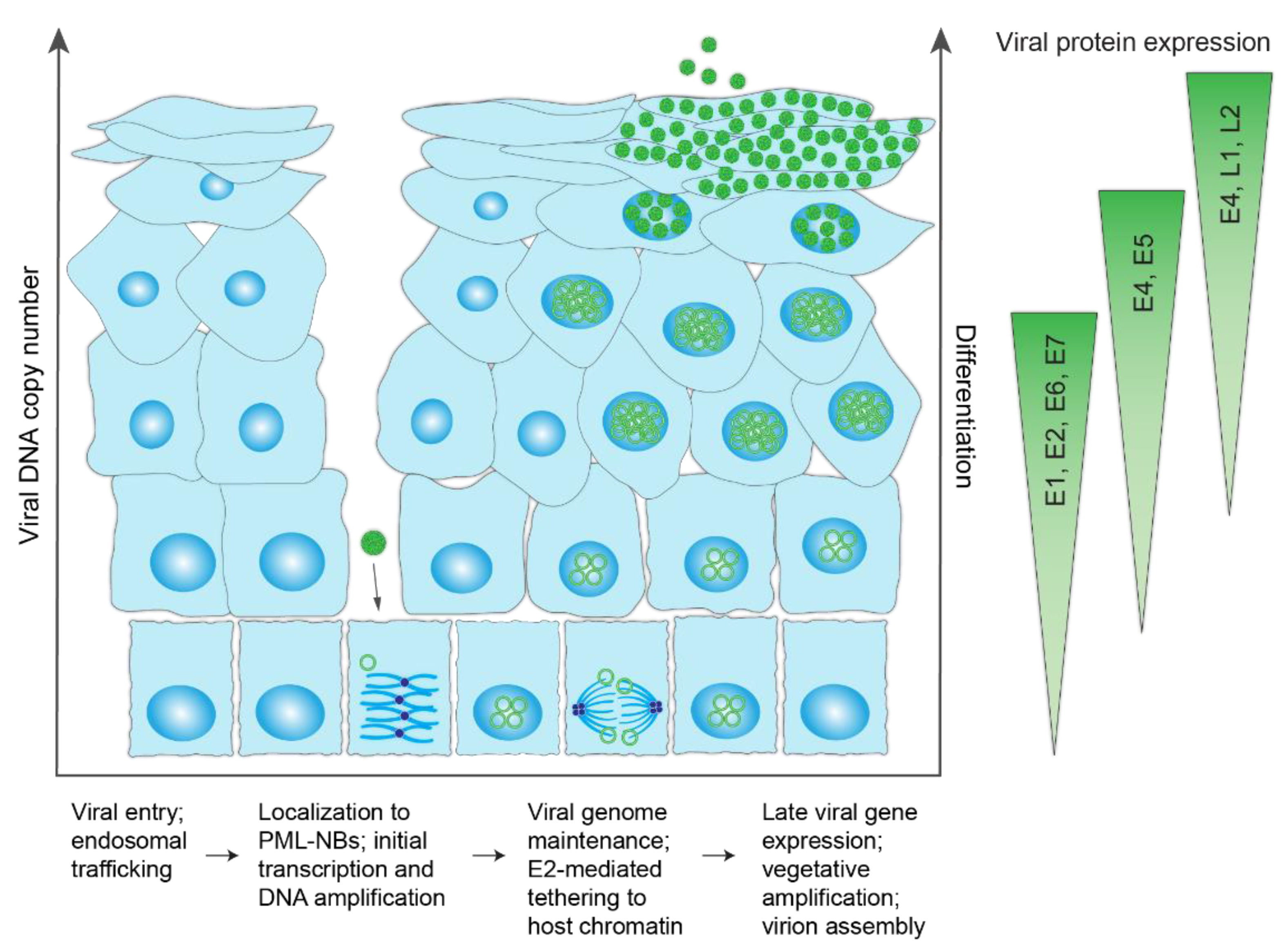 Viruses 13 00321 g003 Viruses 13 00321 g003