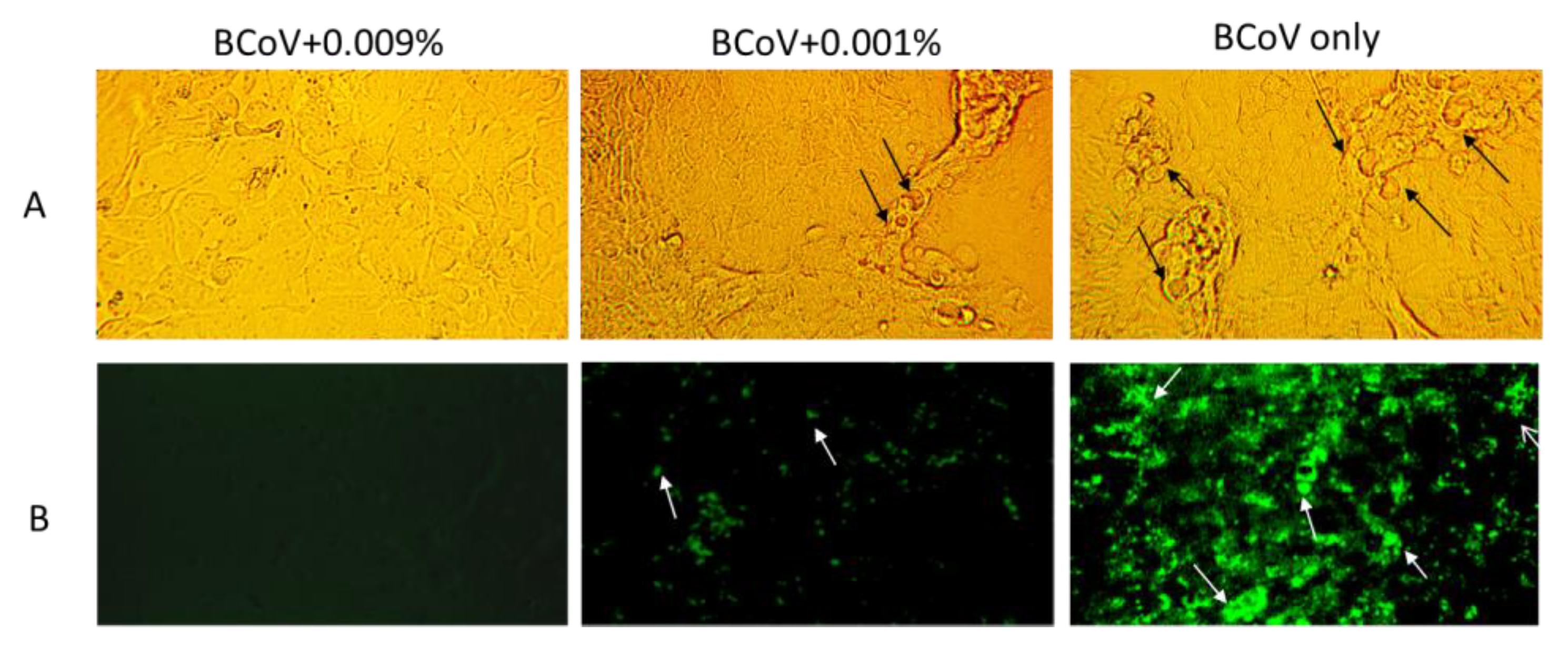 Viruses 13 00322 g002 Viruses 13 00322 g002