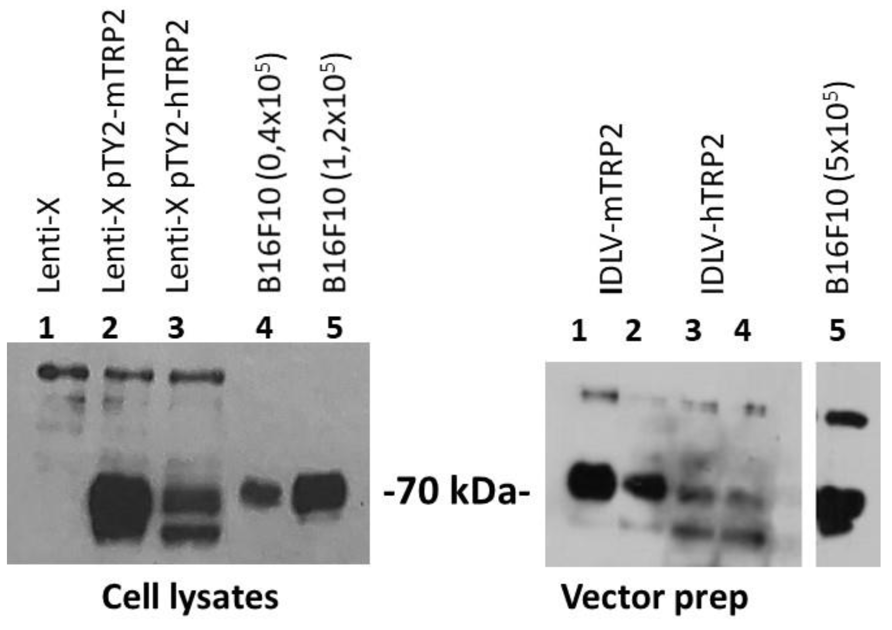 Viruses 13 00355 g006 Viruses 13 00355 g006