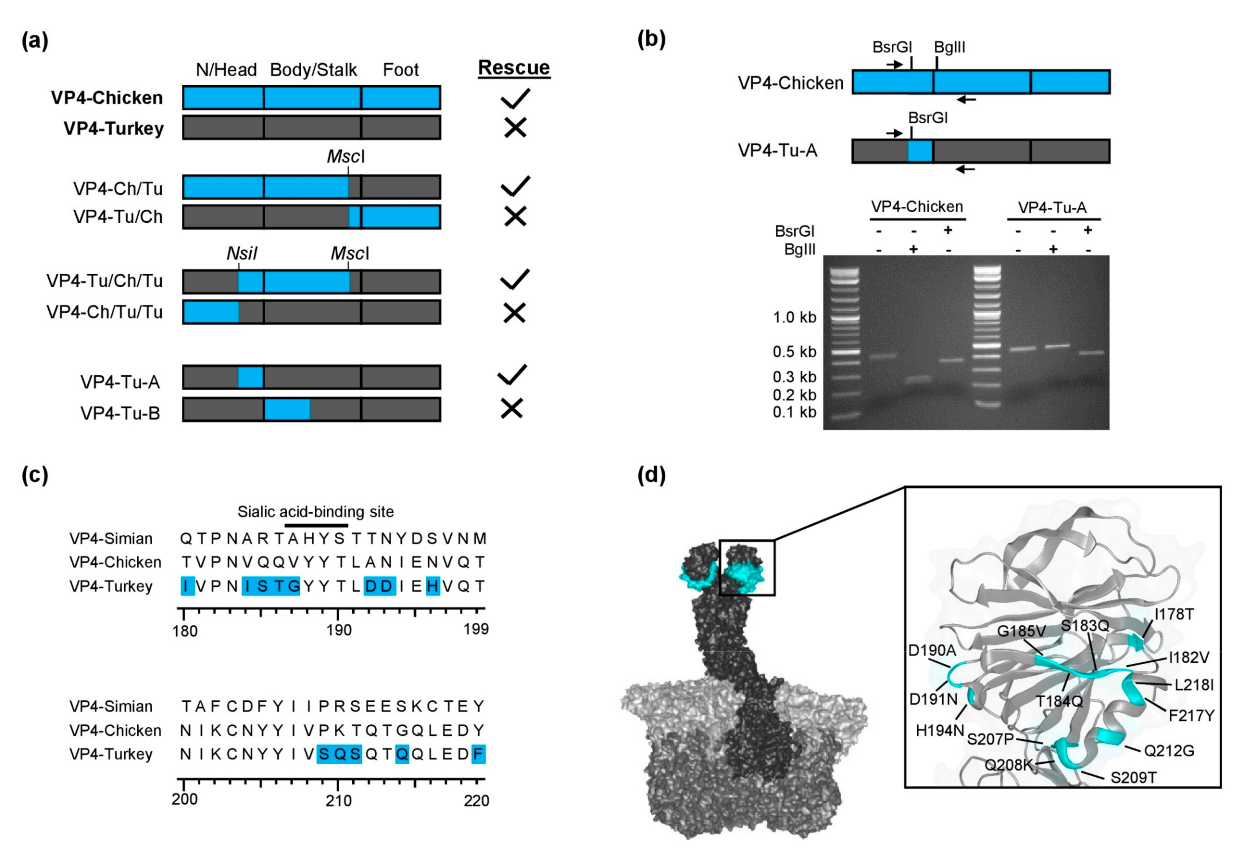 Viruses 13 00363 g002