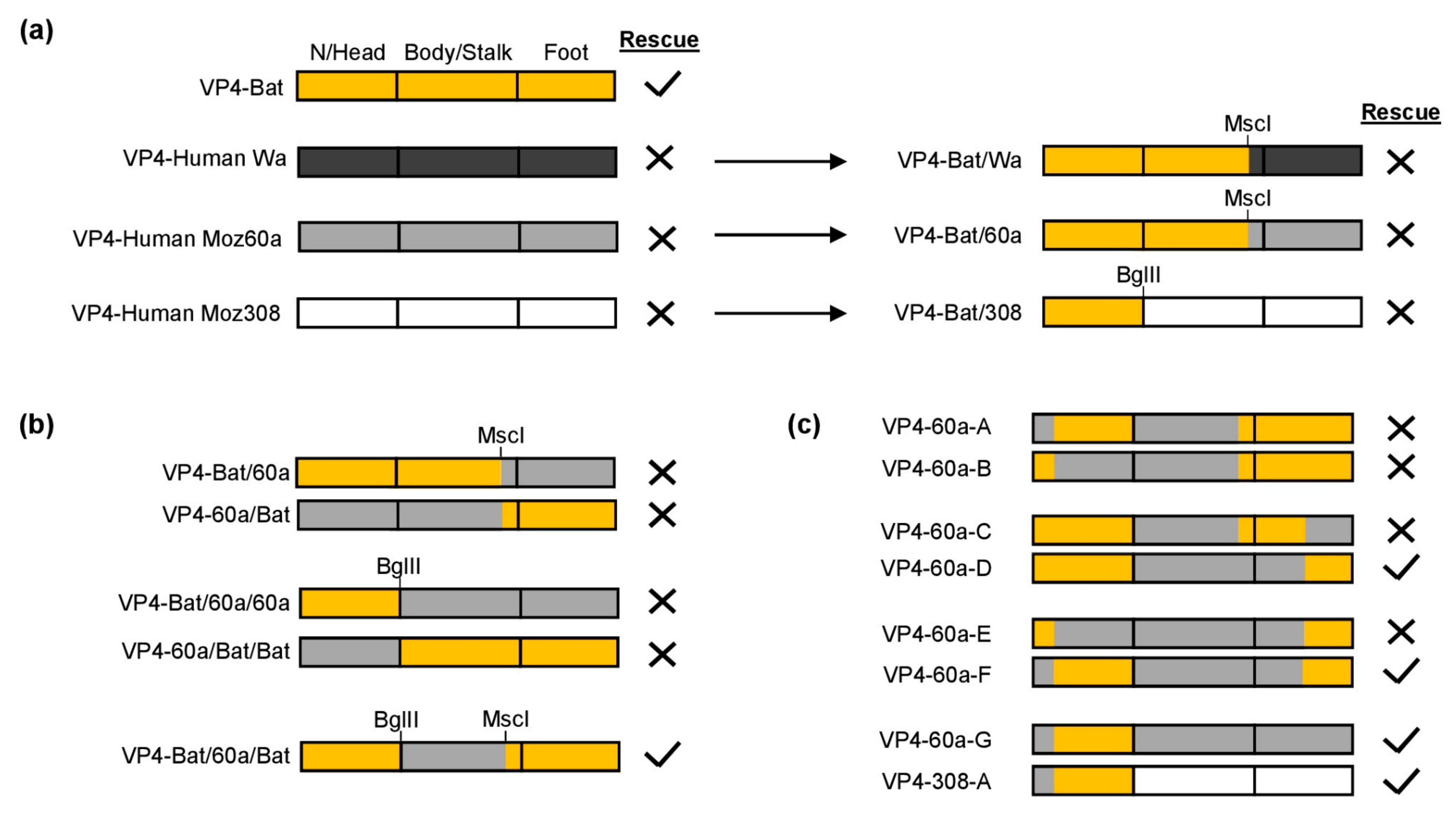 Viruses | Free Full-Text | Rescue Of Infectious Rotavirus Reassortants ...