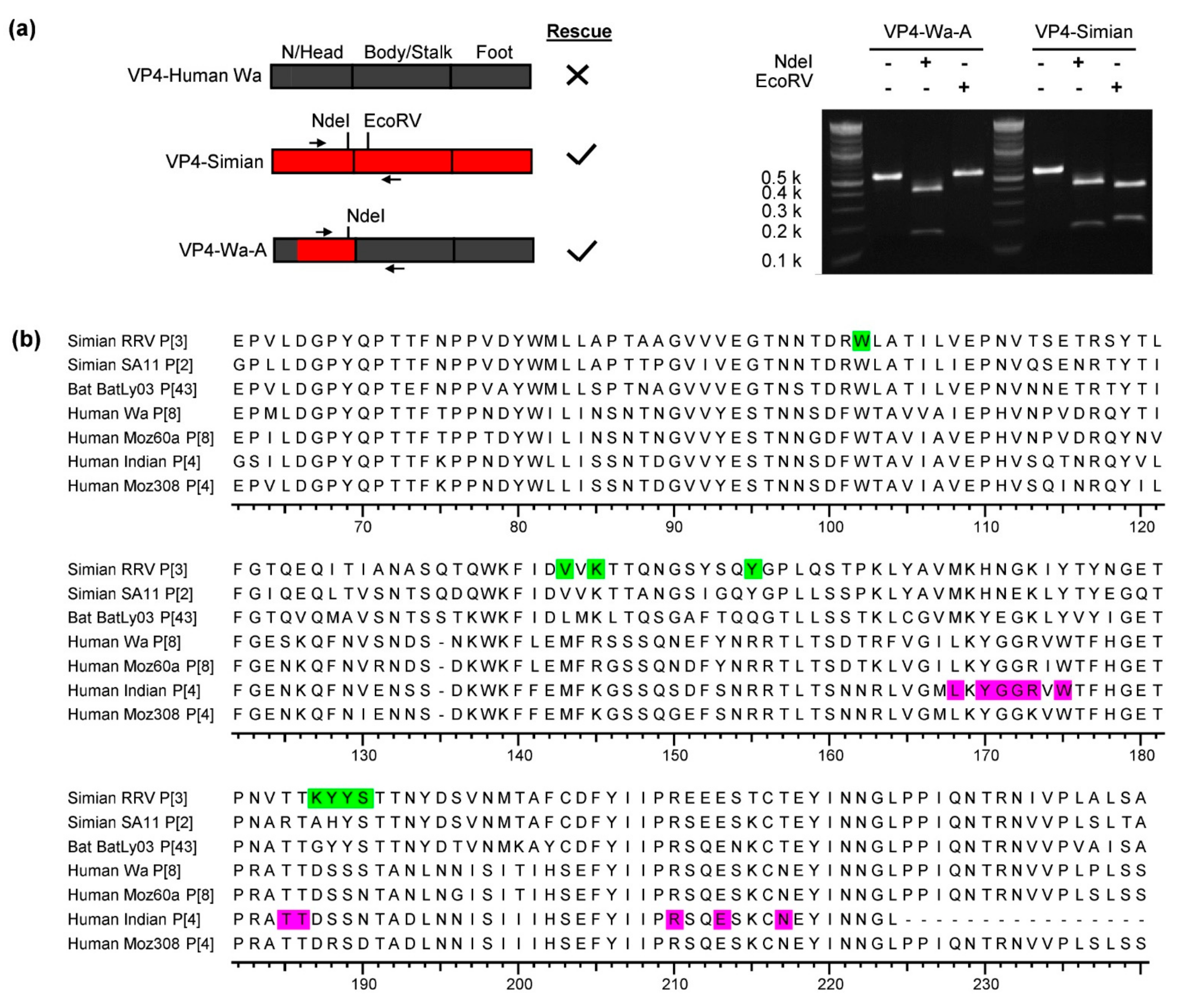 Viruses 13 00363 g004
