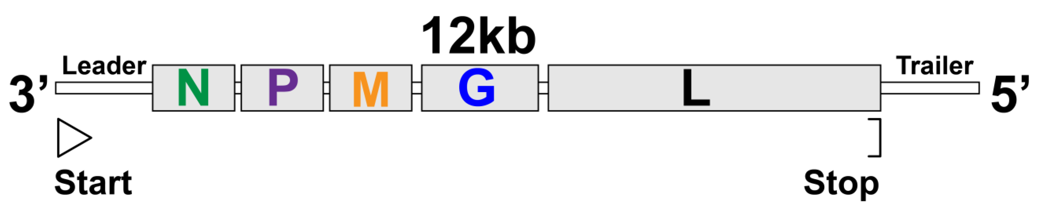 Viruses 13 00366 g005 Viruses 13 00366 g005