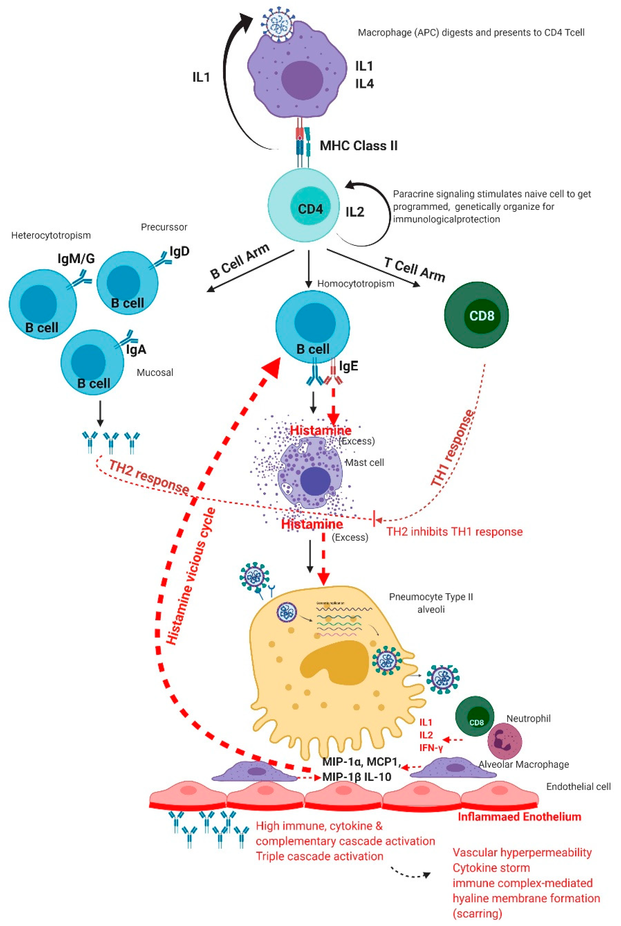 Viruses | Free Full-Text | Demystifying Excess Immune Response in COVID ...
