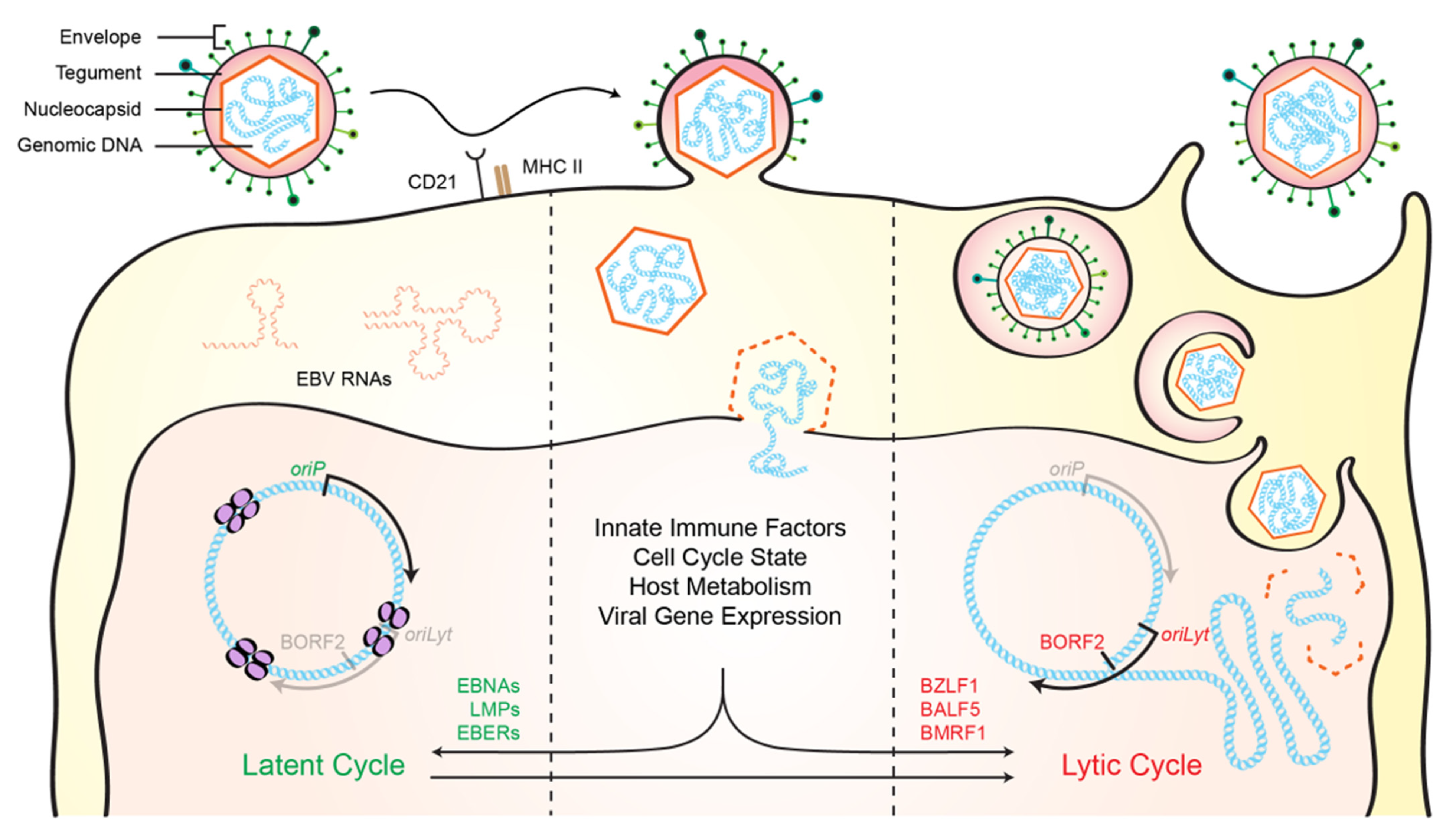 Viruses 13 00390 g001 Viruses 13 00390 g001