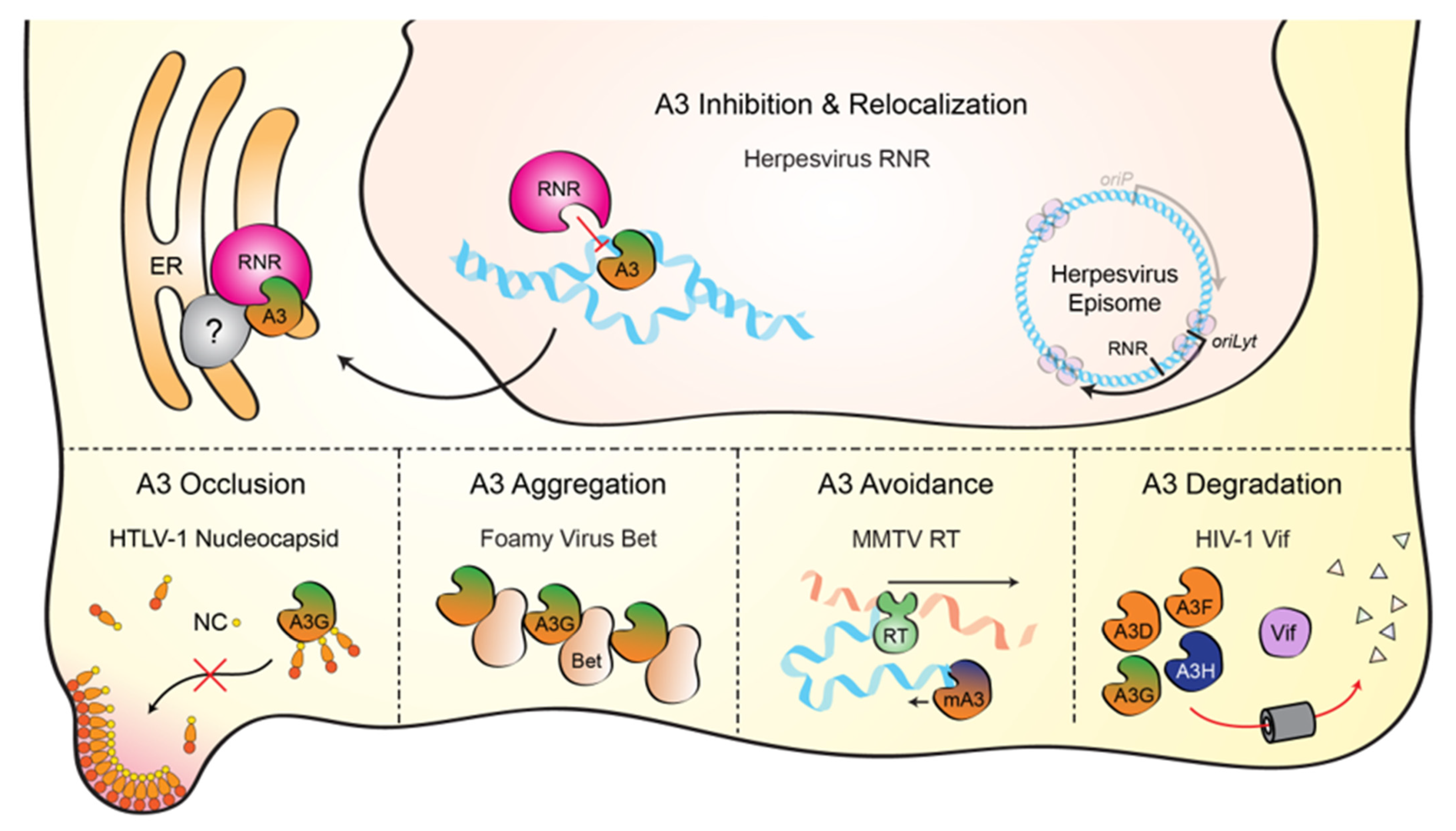 Viruses 13 00390 g004 Viruses 13 00390 g004