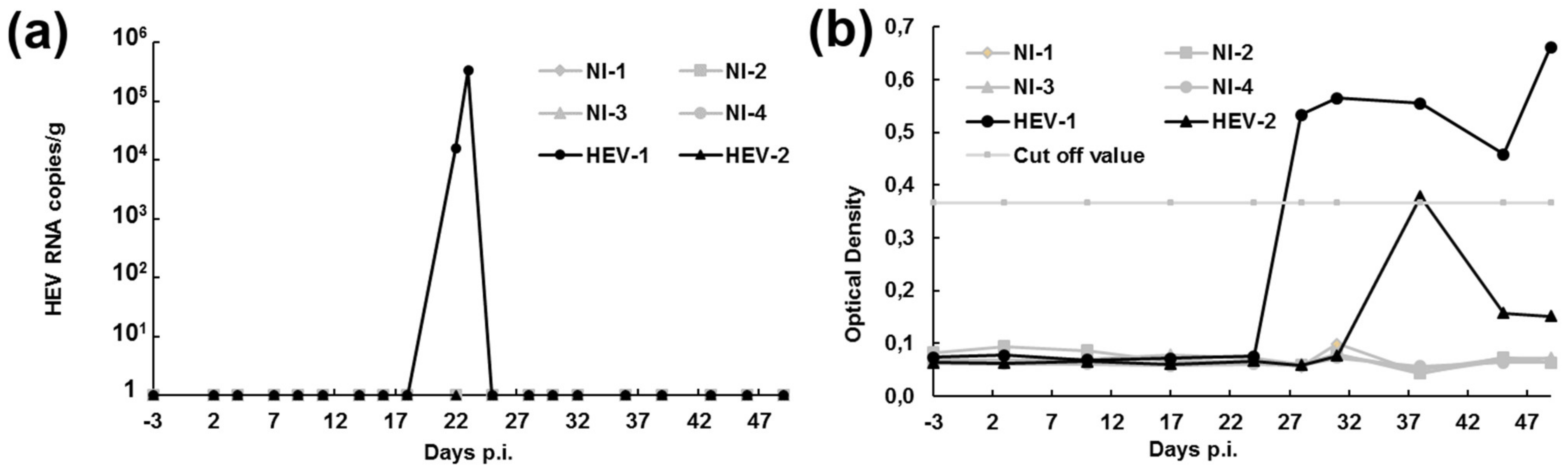 Viruses Free Full Text Characterization Of A Cell Culture System Of Persistent Hepatitis E Virus Infection In The Human Heparg Hepatic Cell Line Html