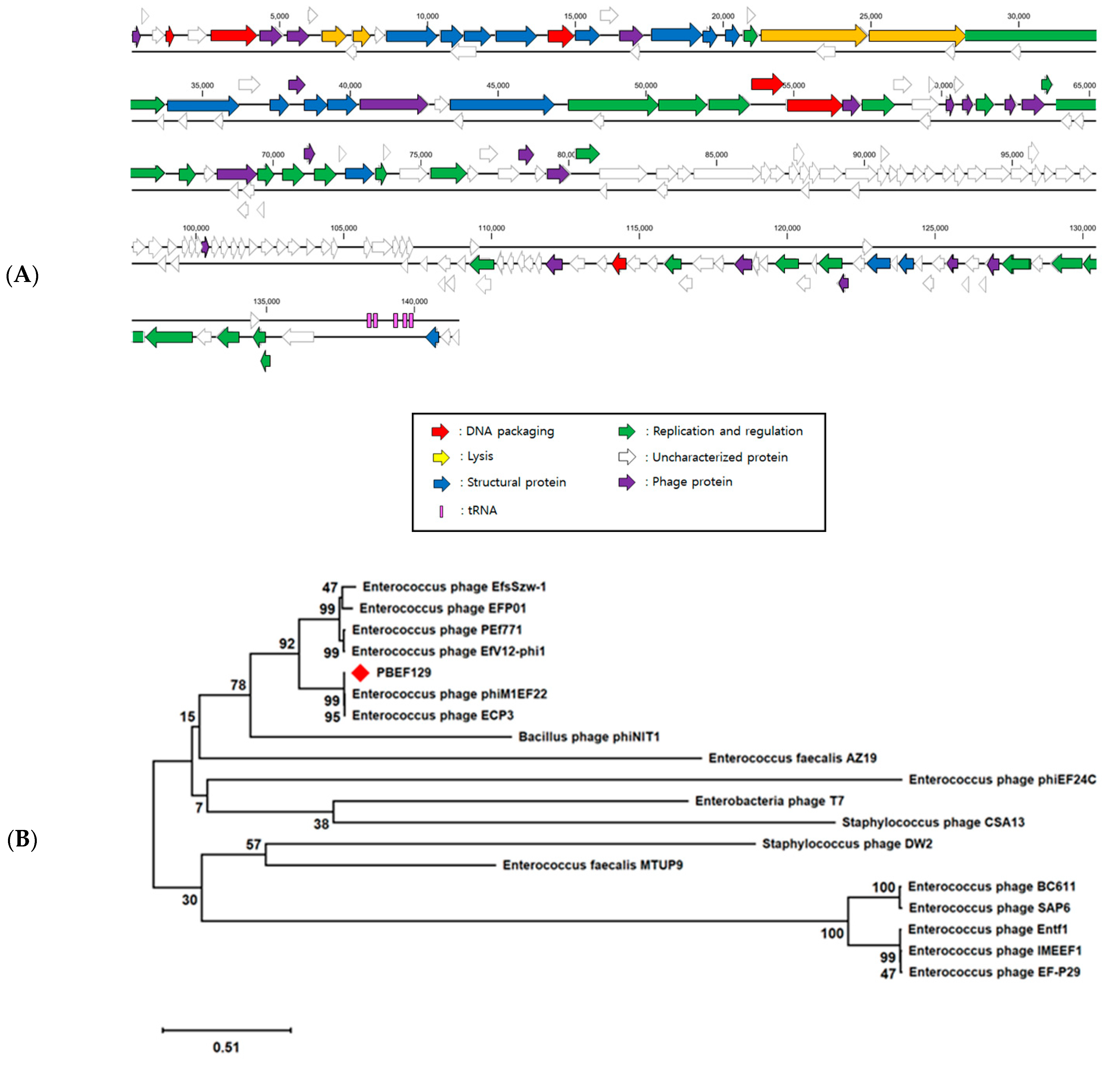 Viruses 13 00426 g001a
