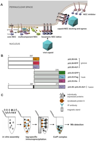 Viruses | Free Full-Text | Properties of Oligomeric Interaction of