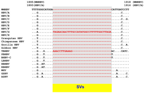 Viruses Free Full Text Novel Genetic Rearrangements In Hepatitis B Virus Complex Structural Variations And Structural Variation Polymorphisms Html
